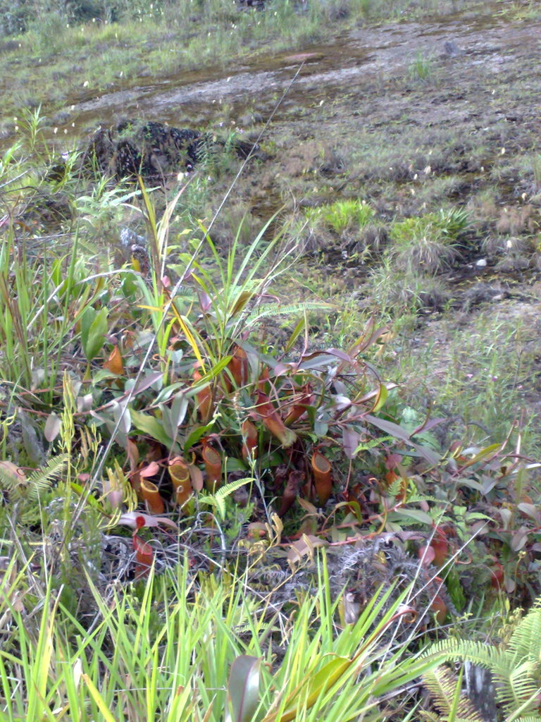 Nepenthes sanguinea — el hábitat