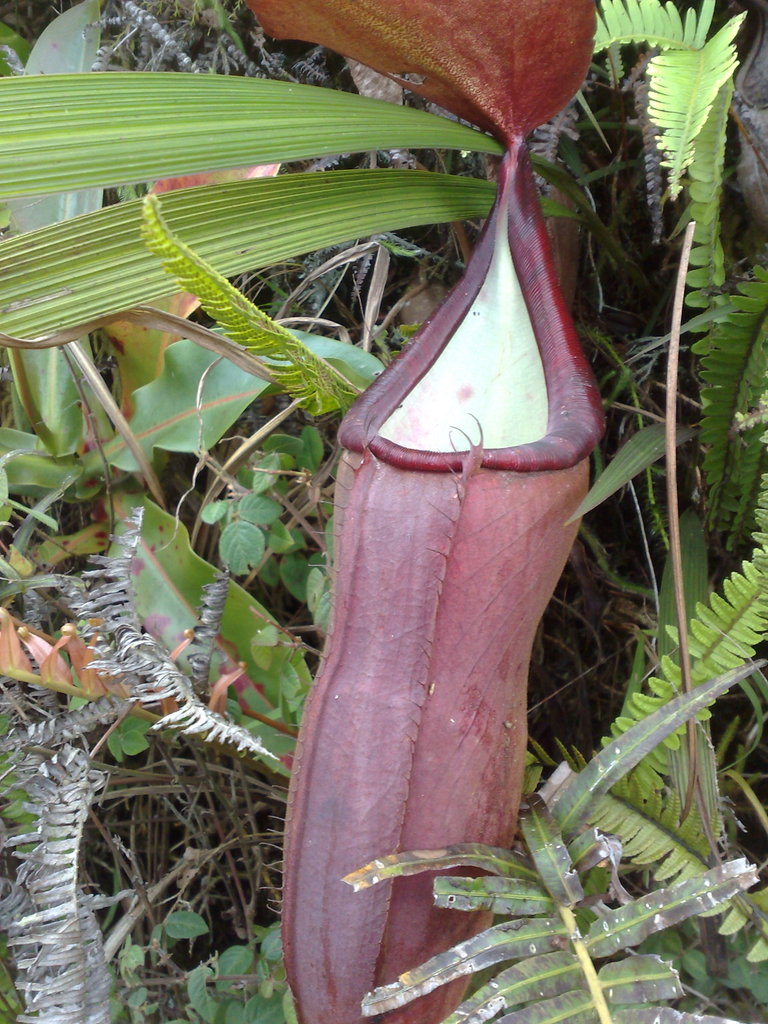 Nepenthes sanguinea — la trampa de cerca