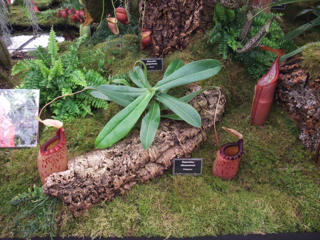 Nepenthes sibuyanensis