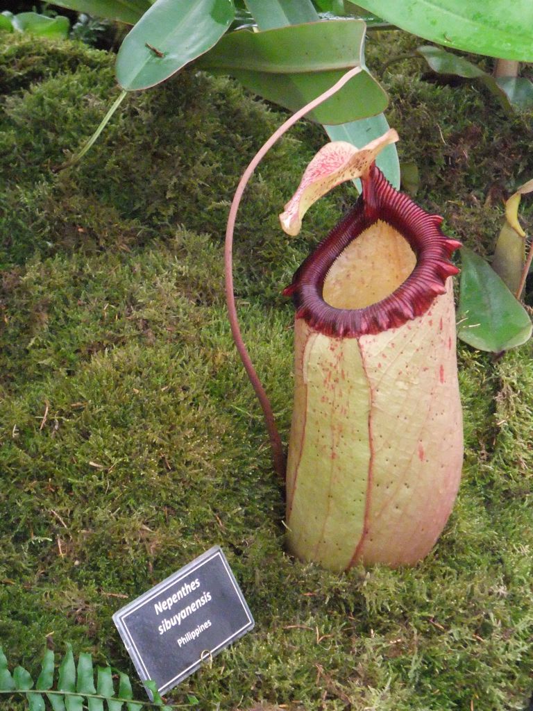 Nepenthes sibuyanensis — the trap in close-up