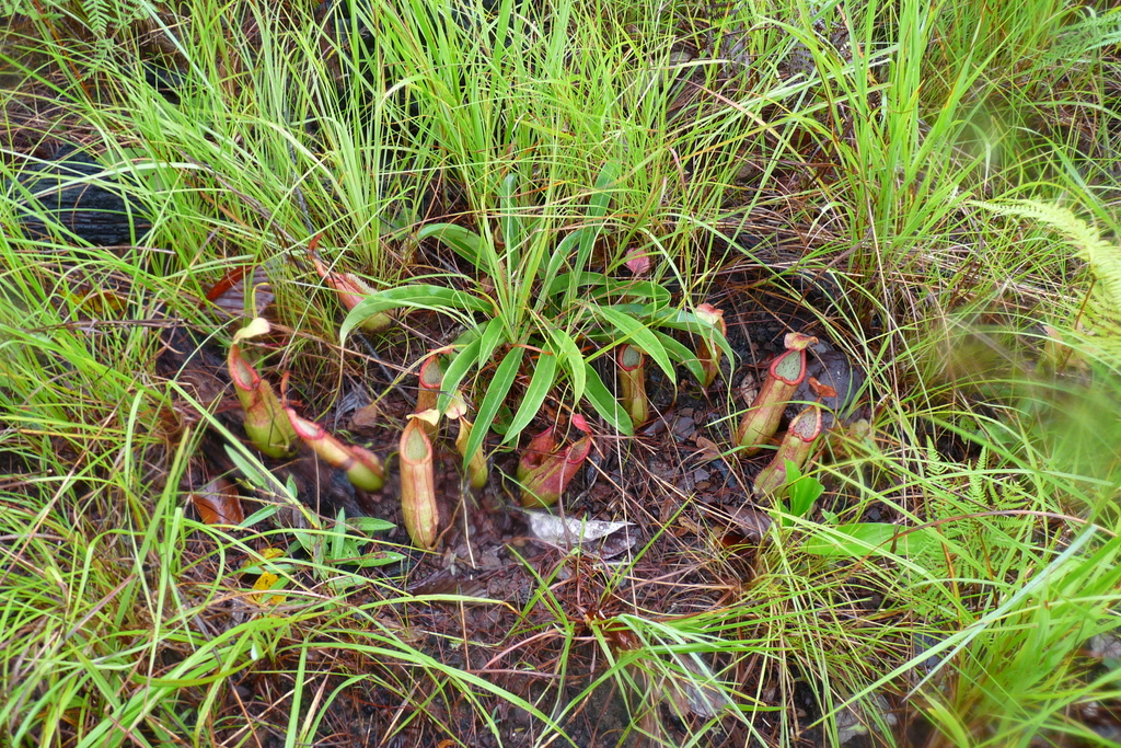 Nepenthes smilesii