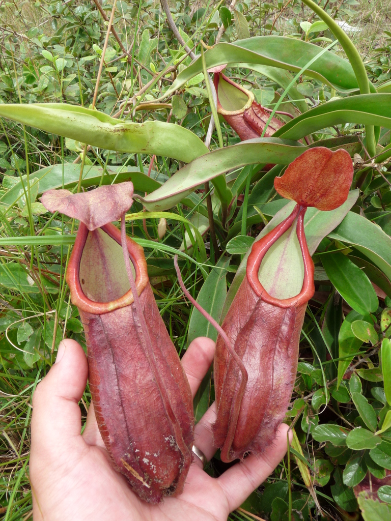Nepenthes smilesii — la trampa de cerca