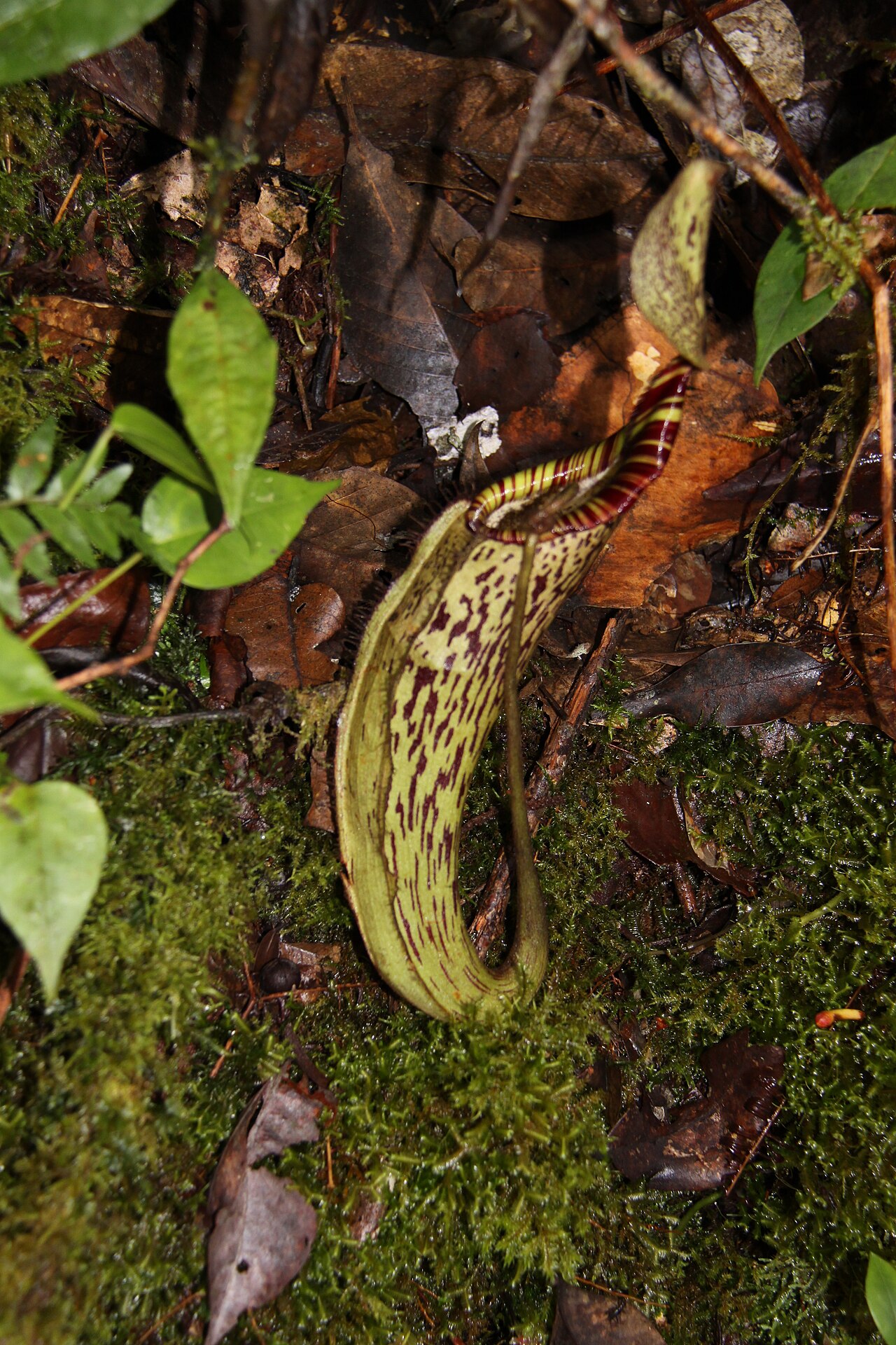 Nepenthes spectabilis