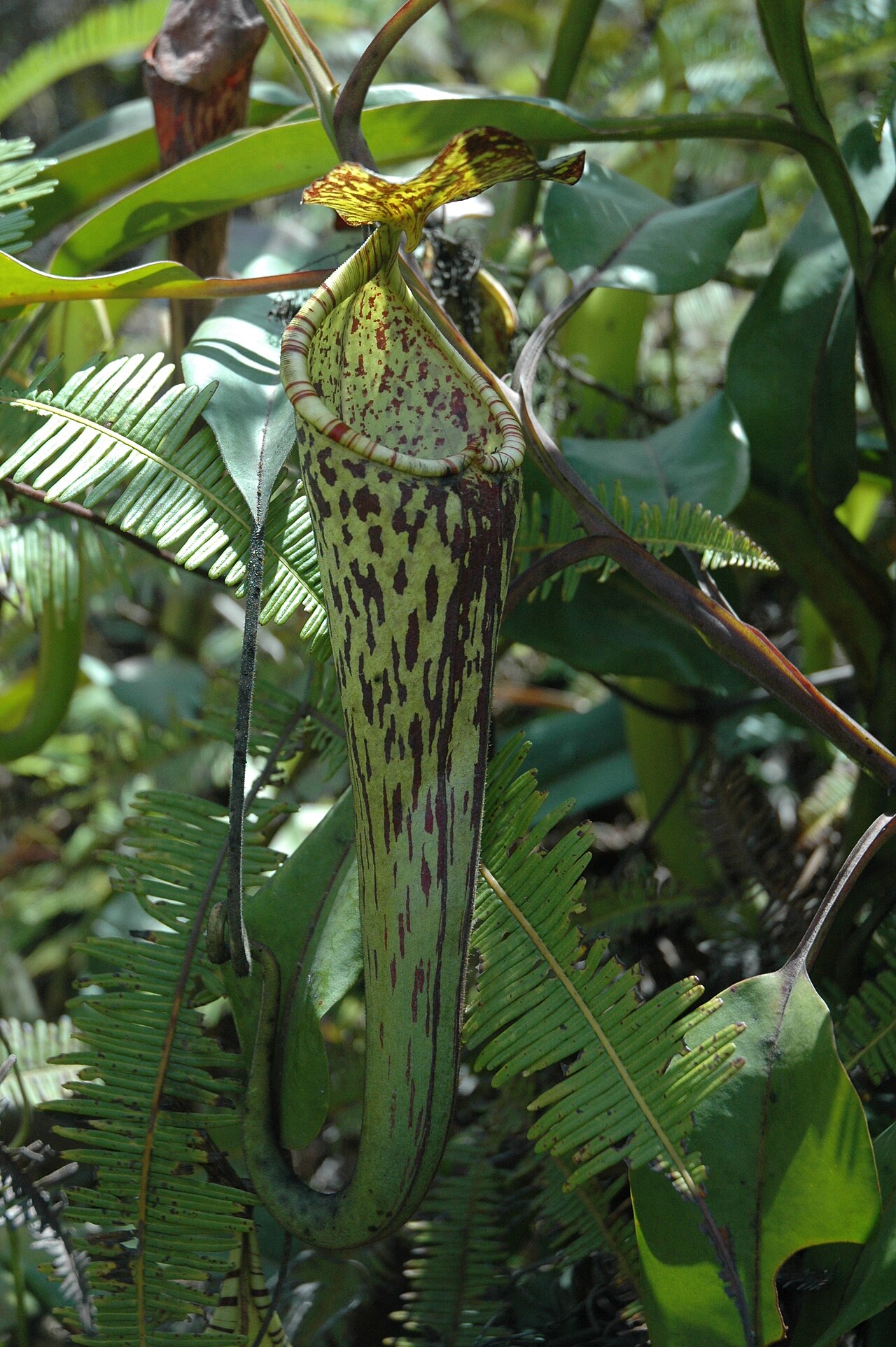 Nepenthes stenophylla