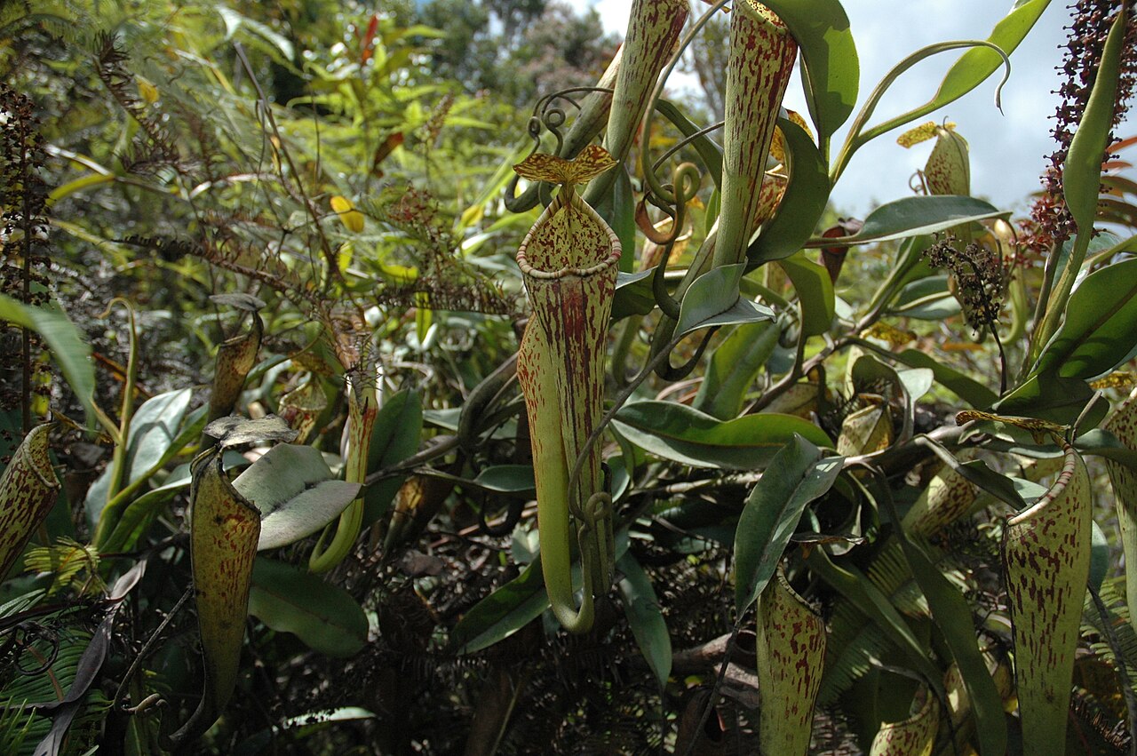 Nepenthes stenophylla — the habitat