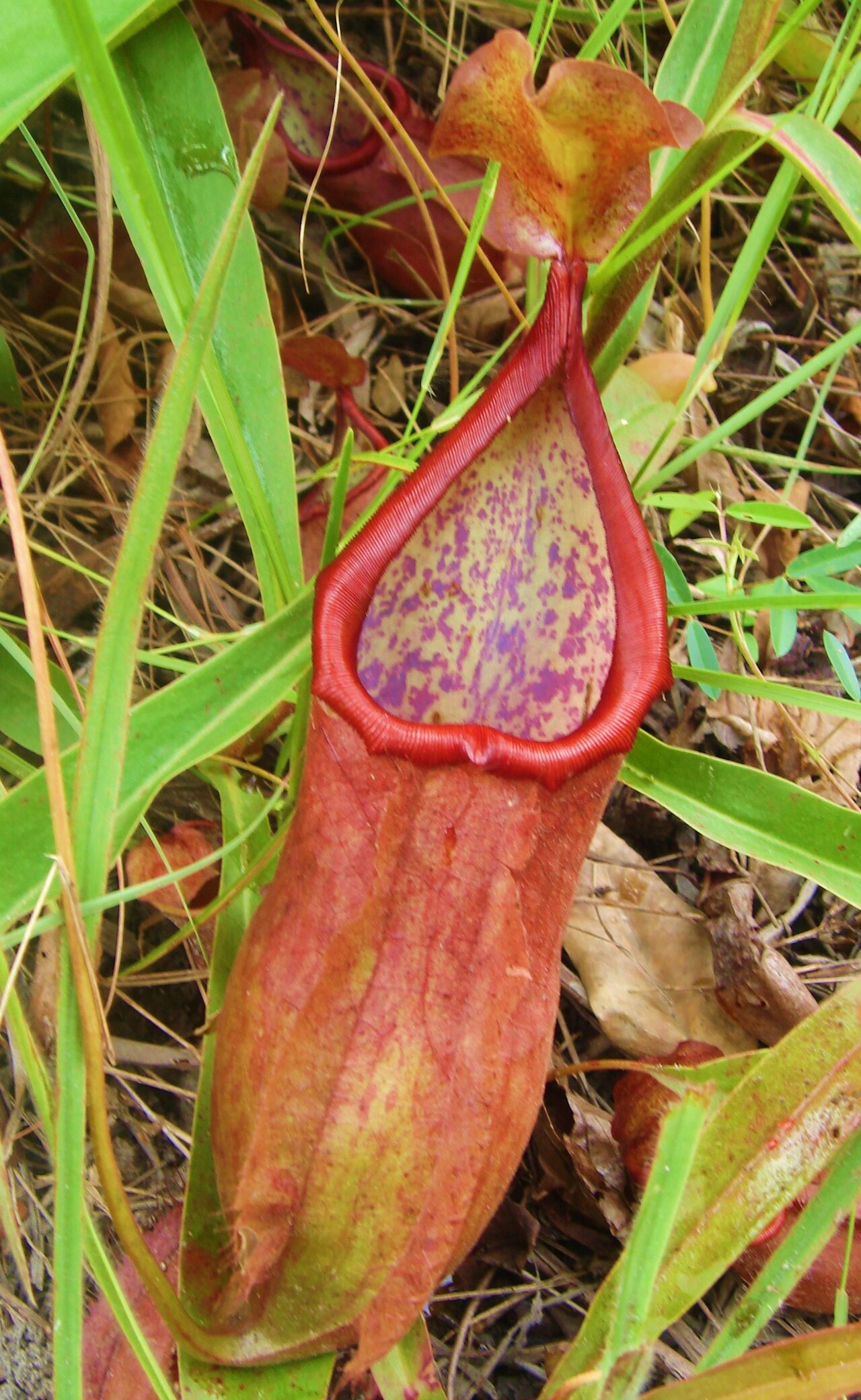 Nepenthes suratensis — de val van dichtbij