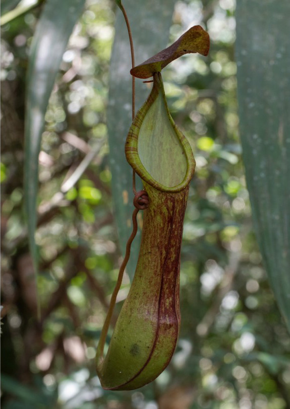Nepenthes talaandig
