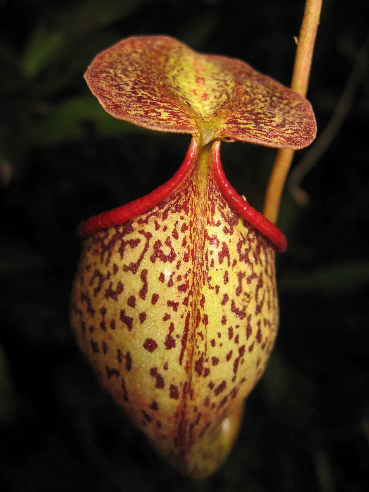 Nepenthes talangensis