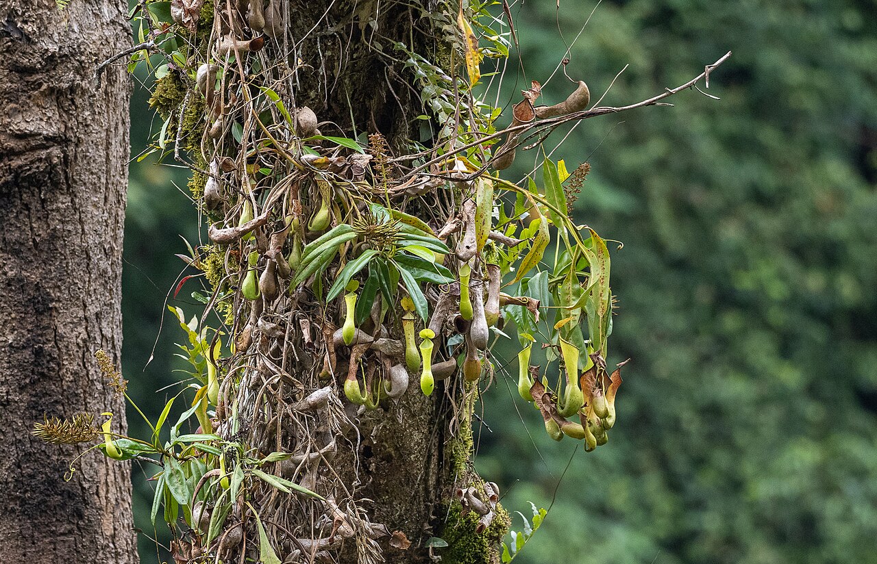 Nepenthes tboli — the habitat