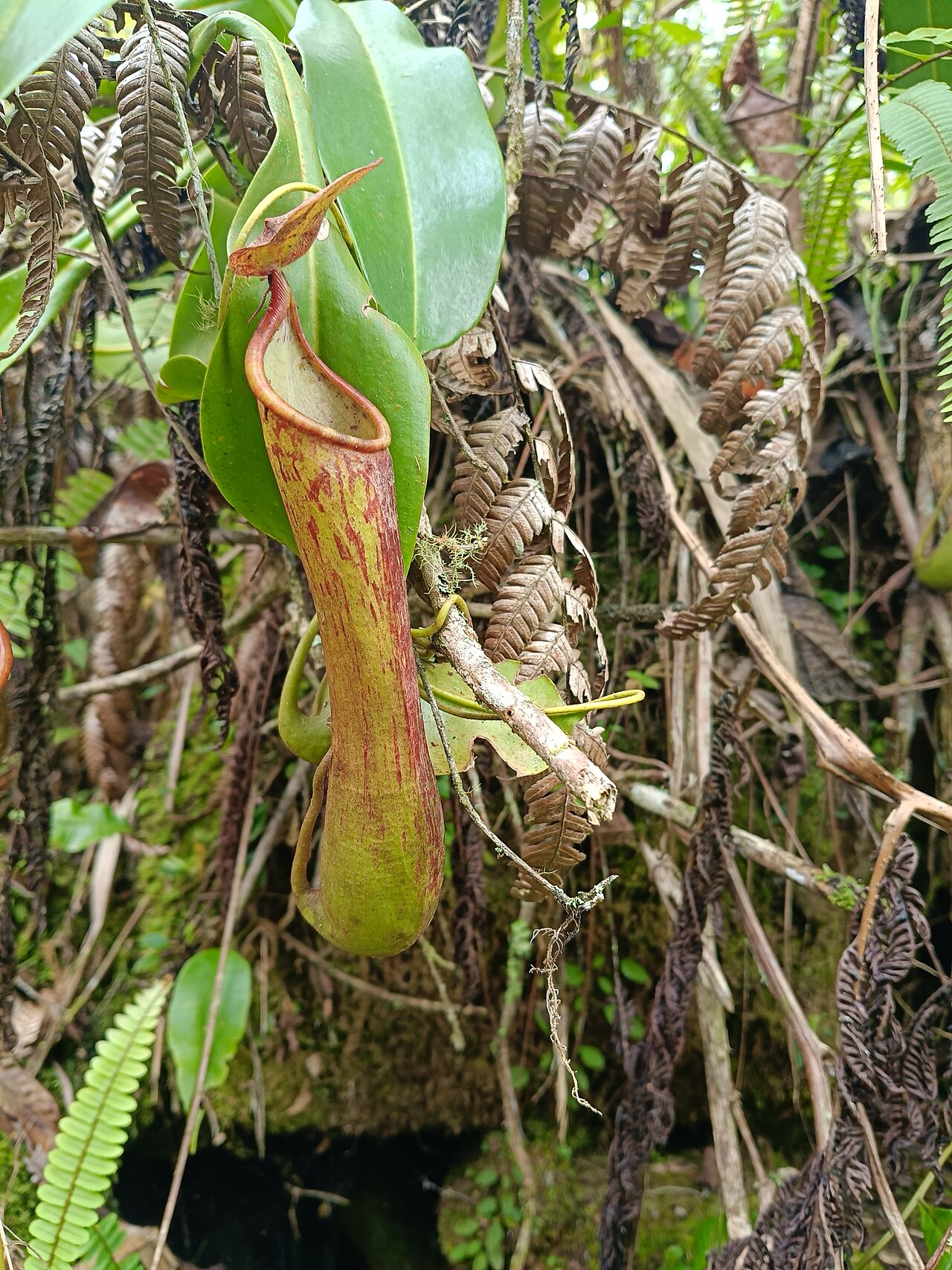 Nepenthes tboli — the trap in close-up