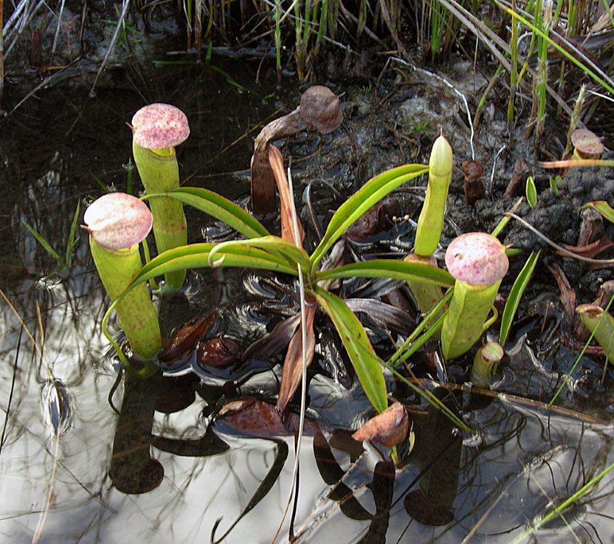Nepenthes tenax