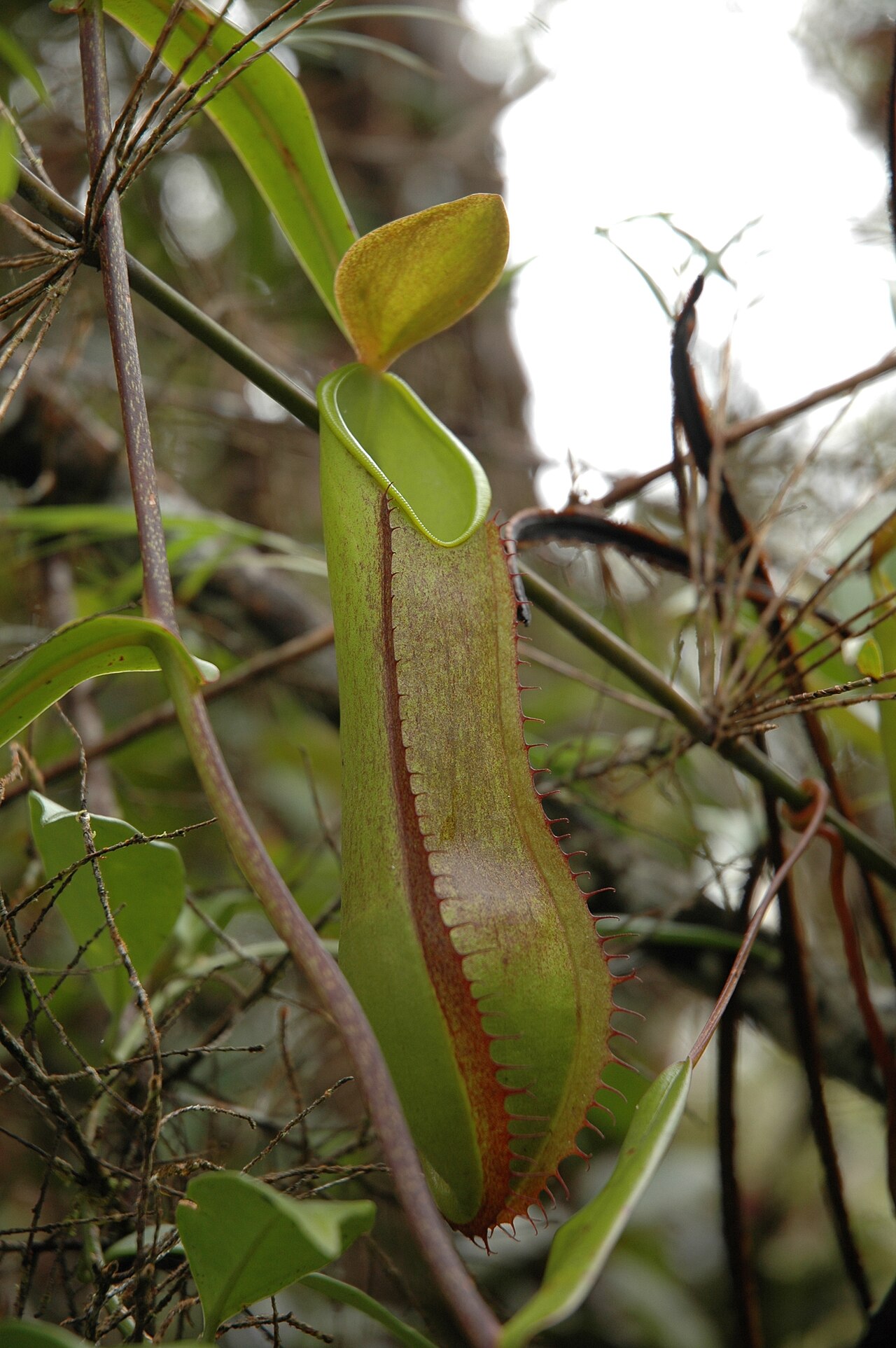Nepenthes tentaculata