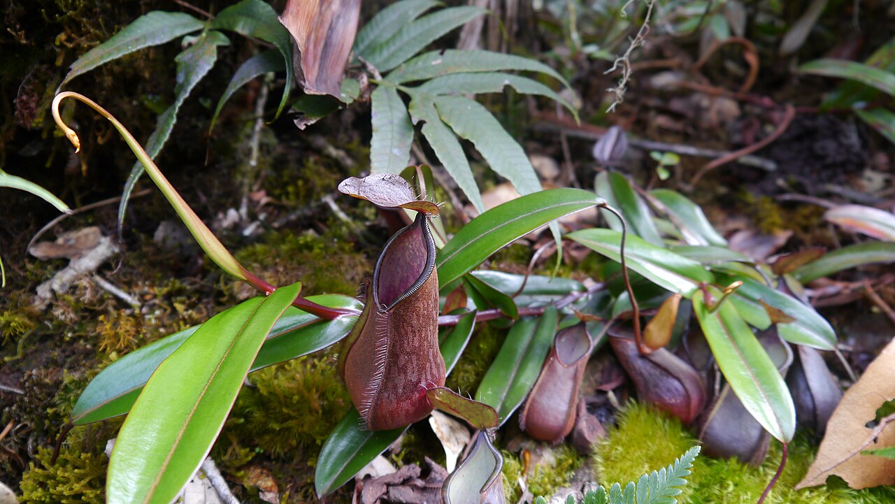 Nepenthes tentaculata — el hábitat