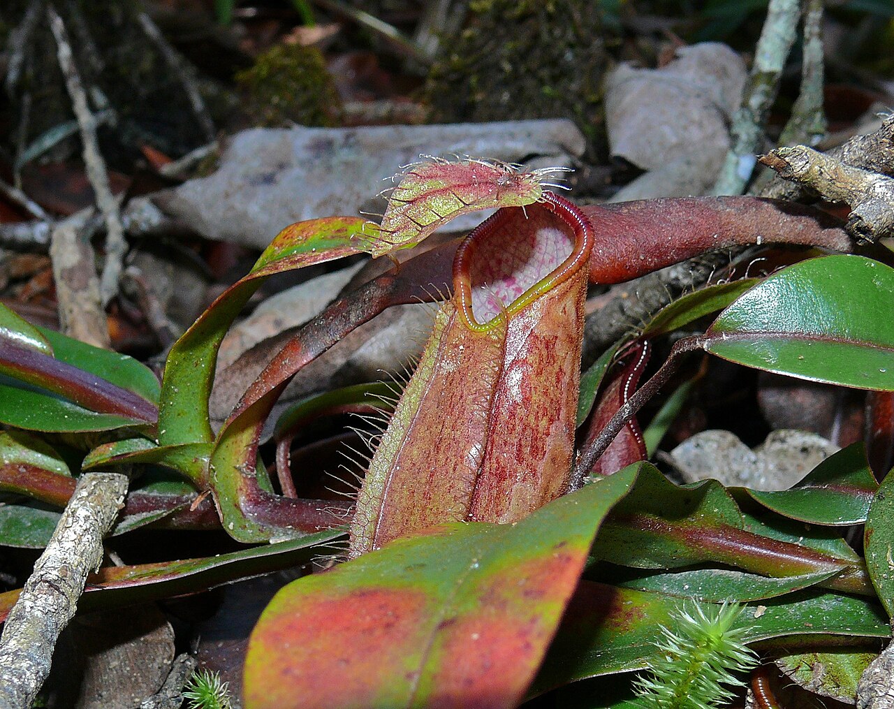Nepenthes tentaculata — la trampa de cerca