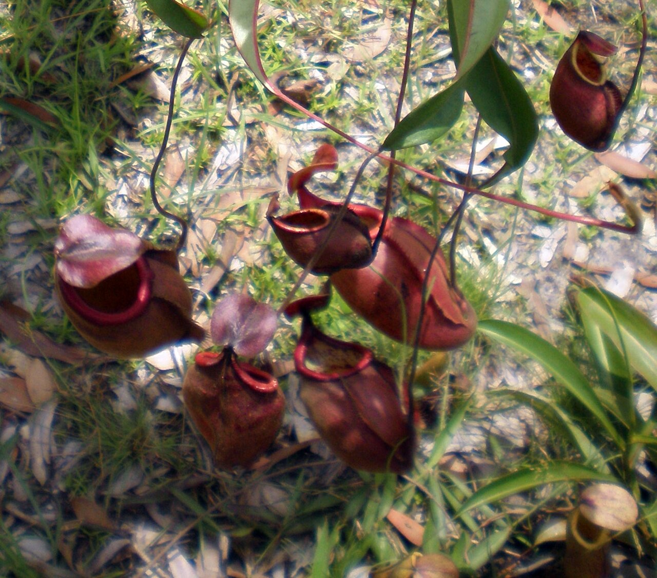 Nepenthes thorelii