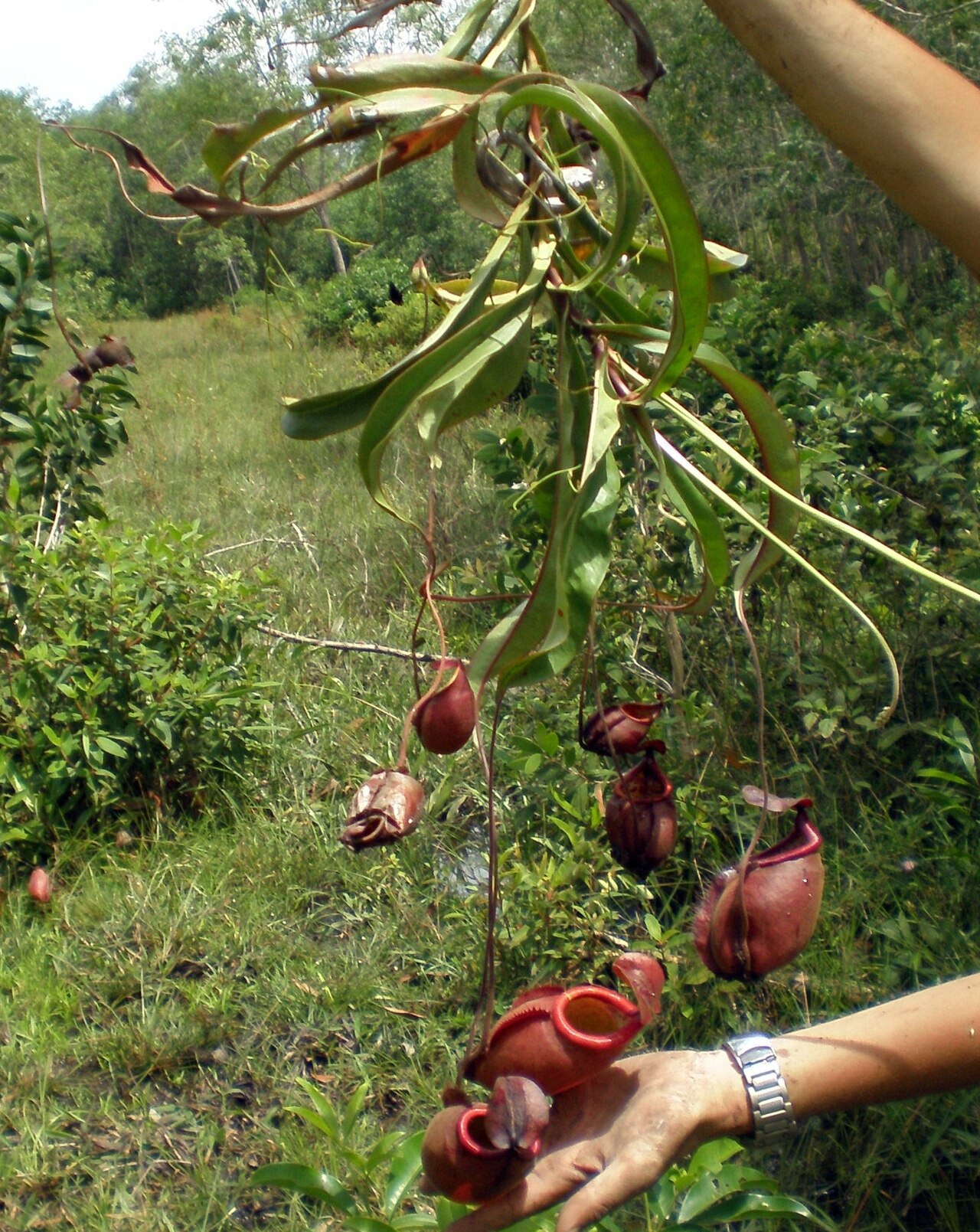 Nepenthes thorelii — el hábitat