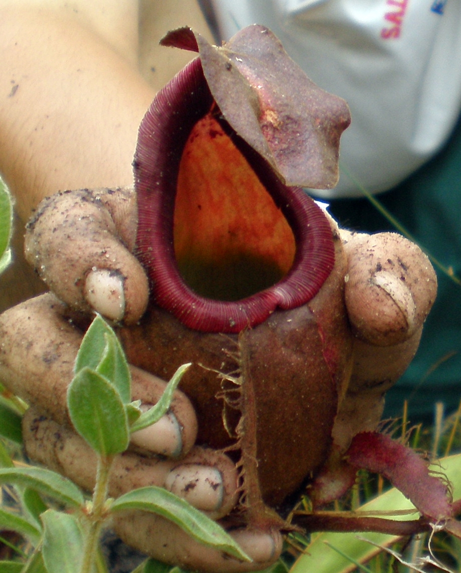 Nepenthes thorelii — la trampa de cerca