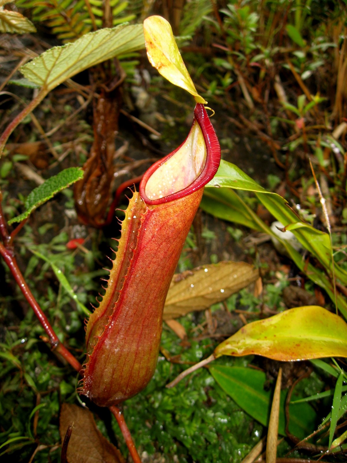 Nepenthes tobaica