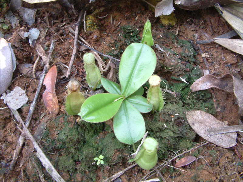 Nepenthes tomoriana