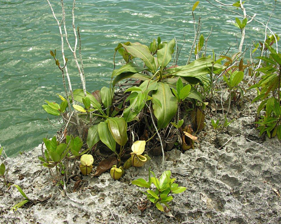 Nepenthes treubiana