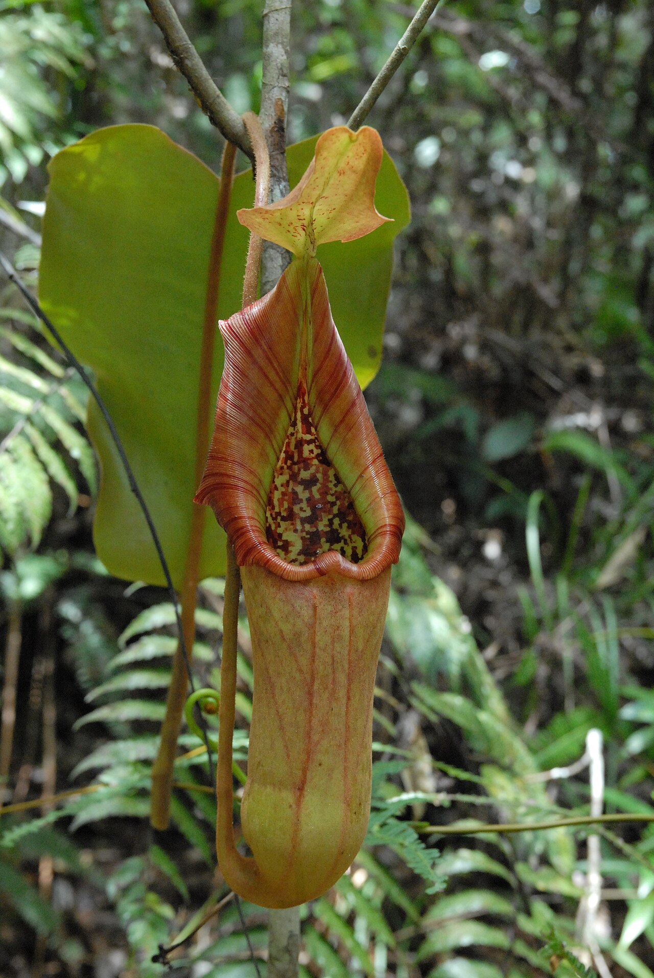 Nepenthes truncata