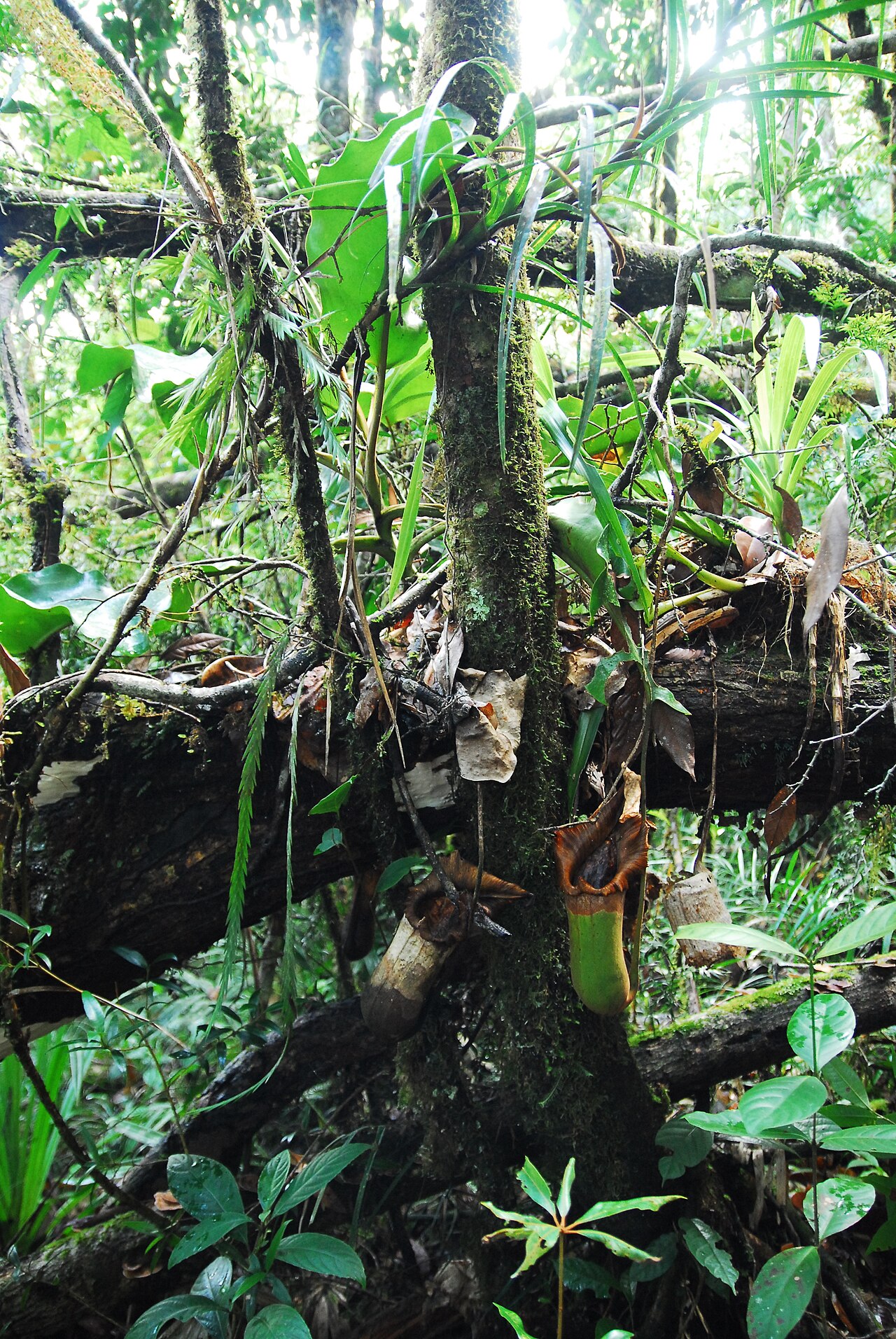 Nepenthes truncata — de standplaats