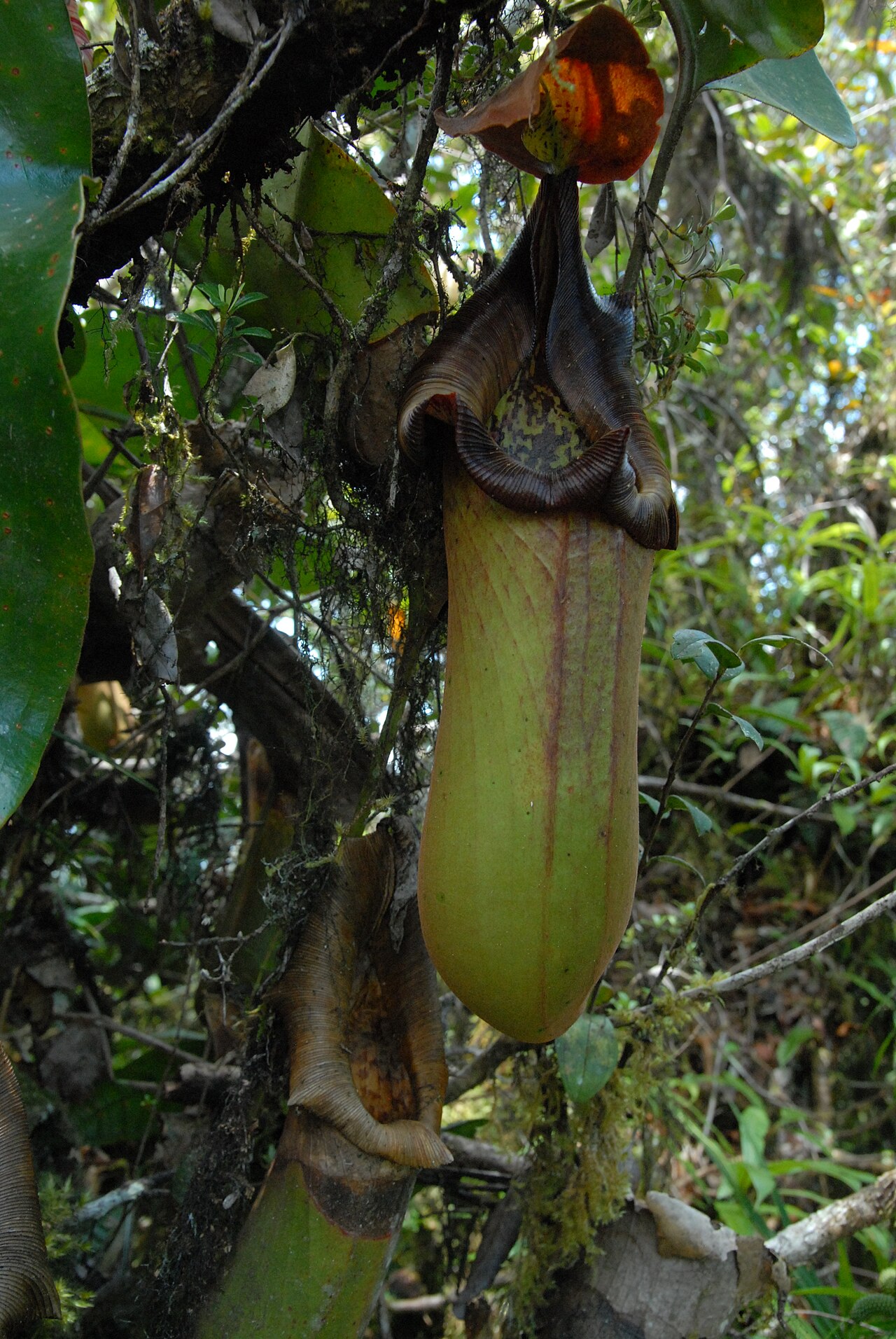 Nepenthes truncata — de val van dichtbij