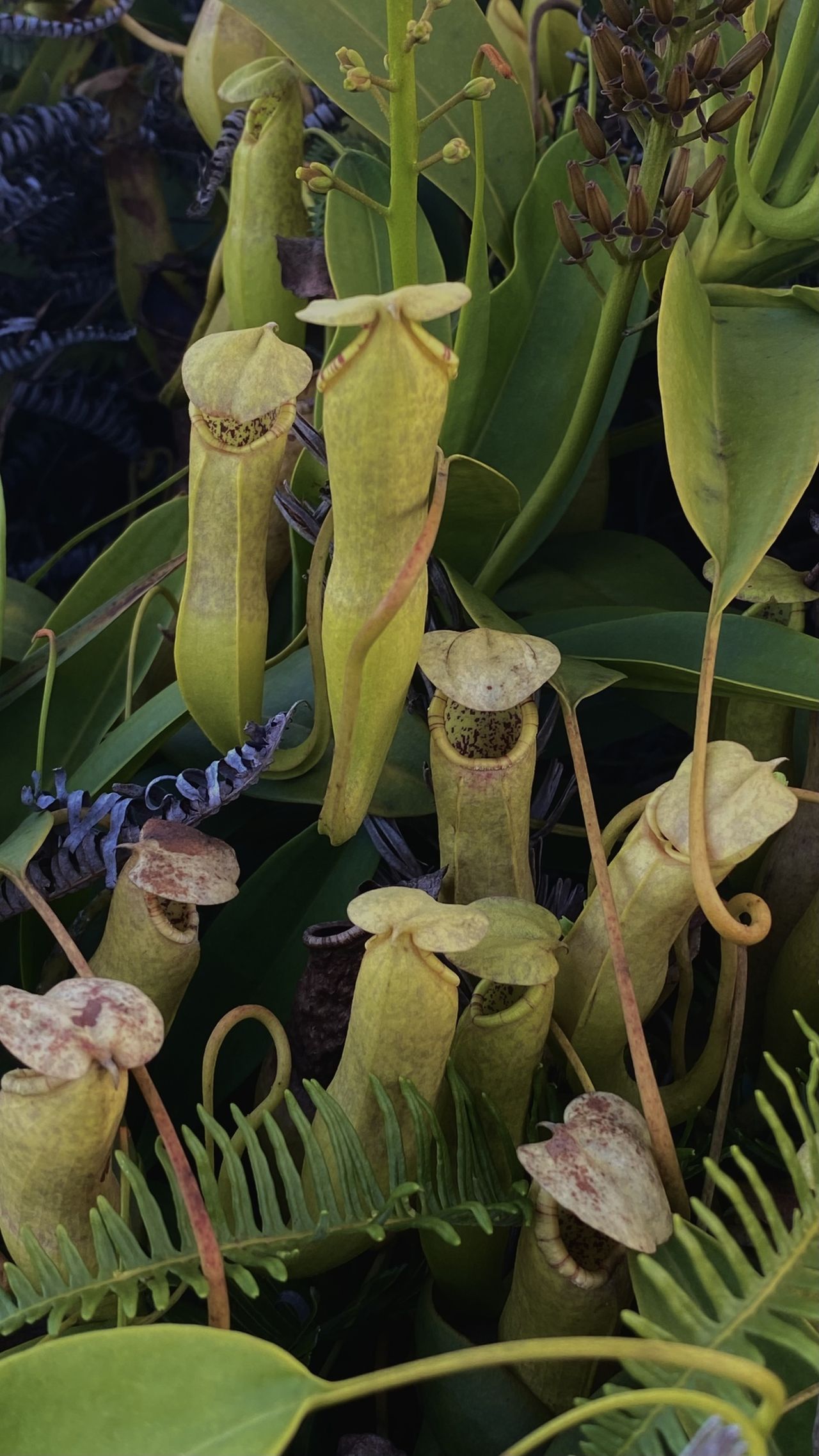 Nepenthes ultra