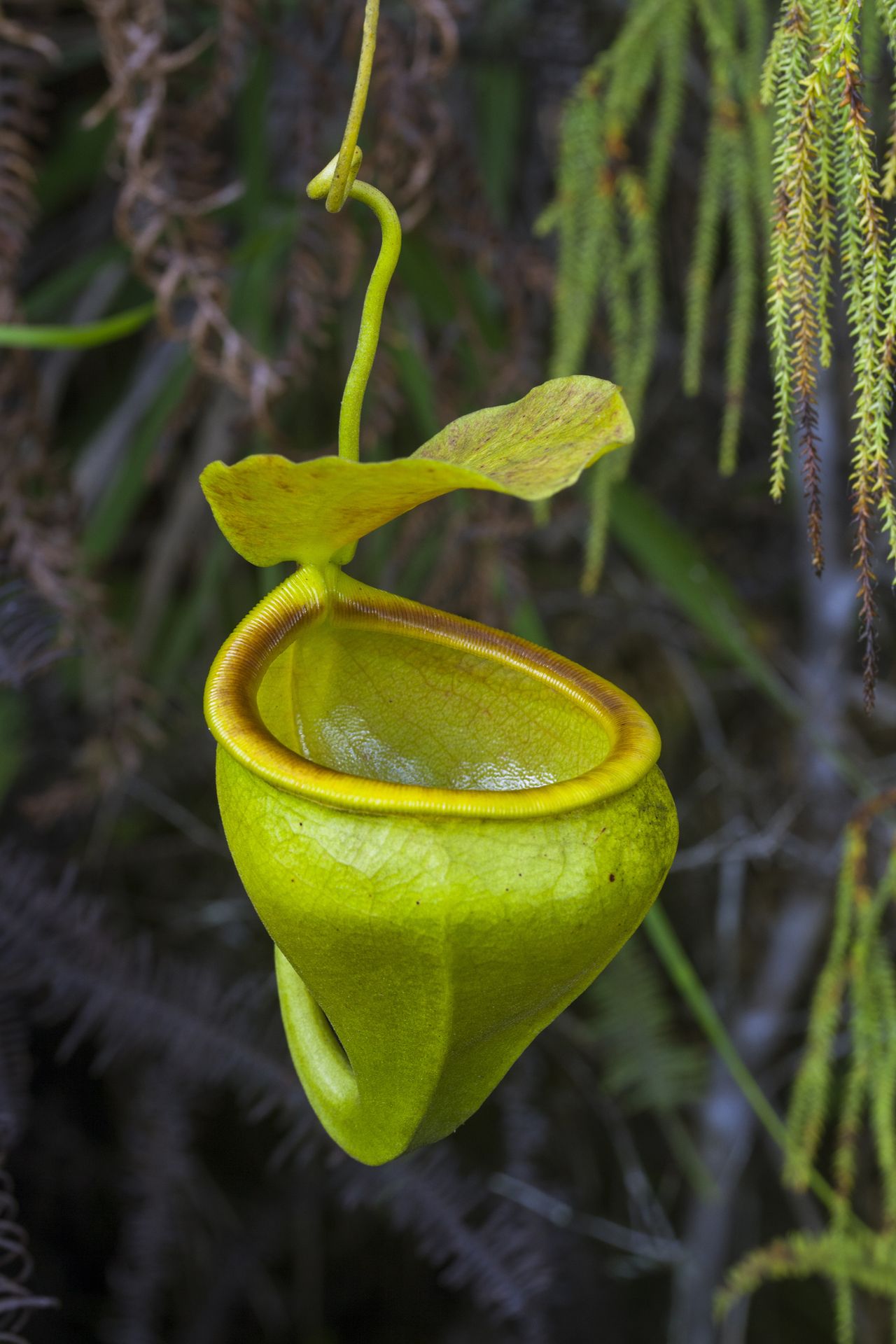 Nepenthes undulatifolia