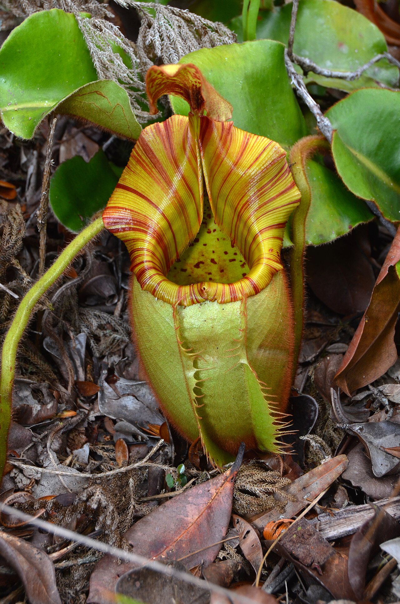 Nepenthes veitchii