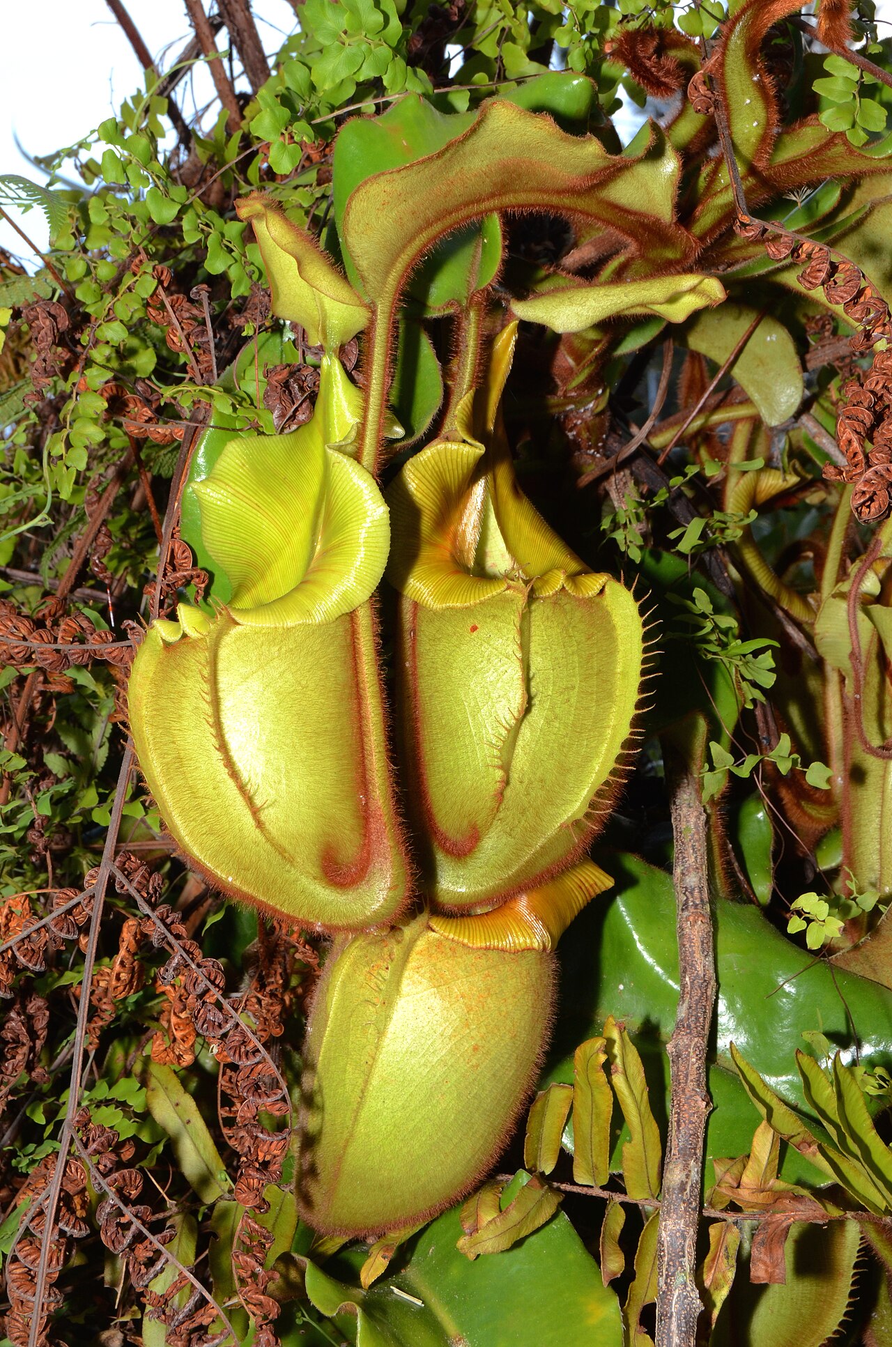 Nepenthes veitchii — de standplaats