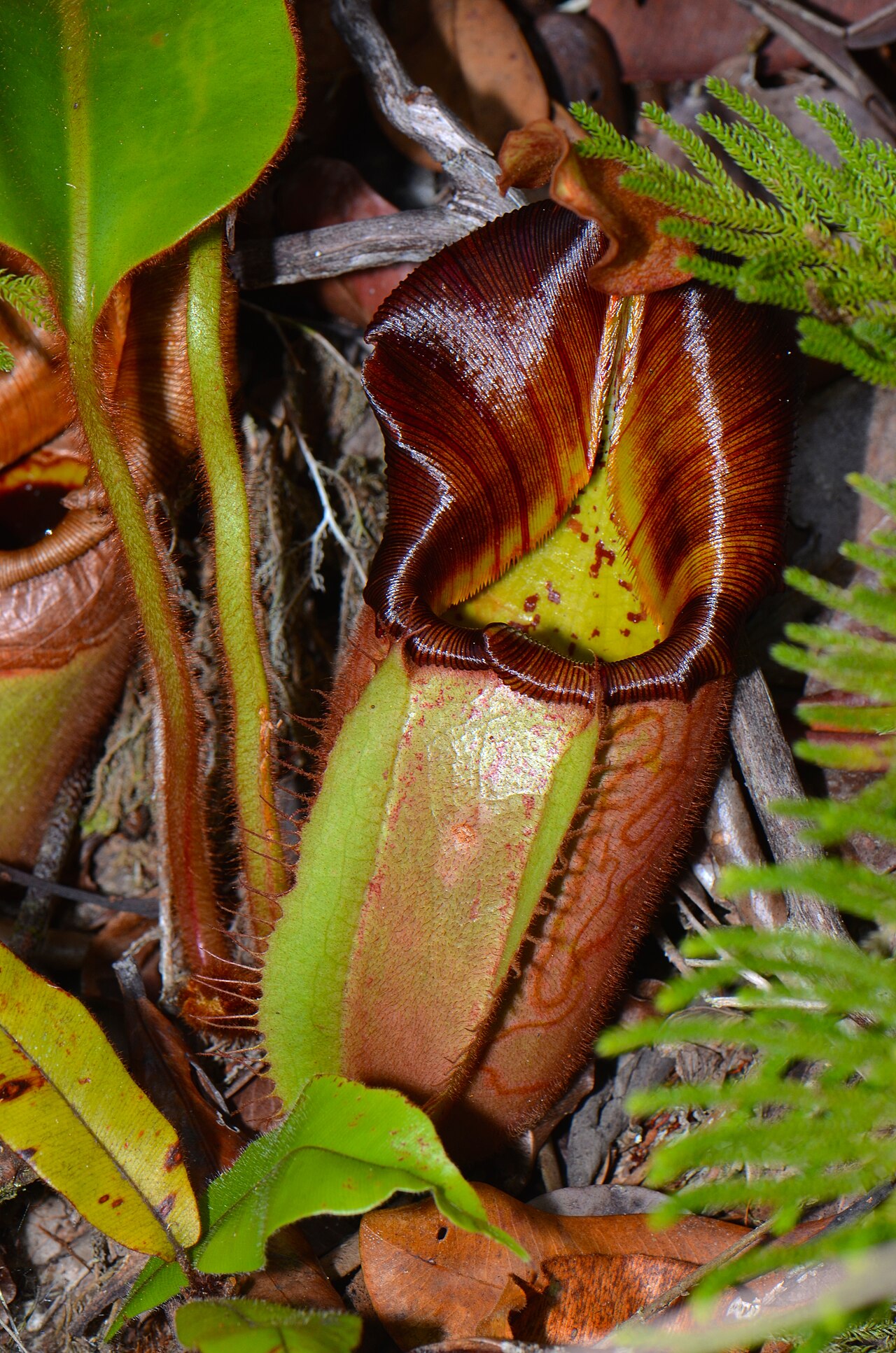 Nepenthes veitchii — de val van dichtbij