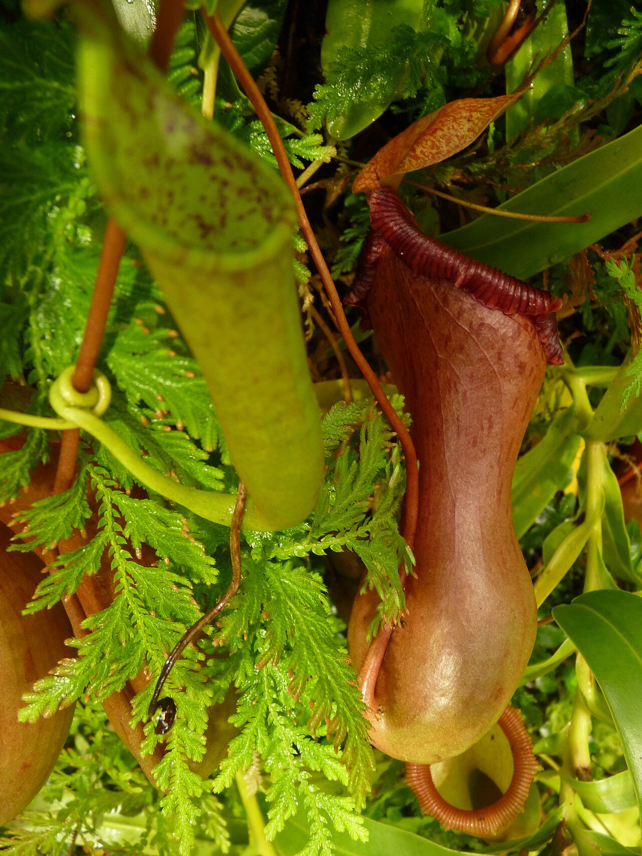 Nepenthes ventricosa — the trap in close-up