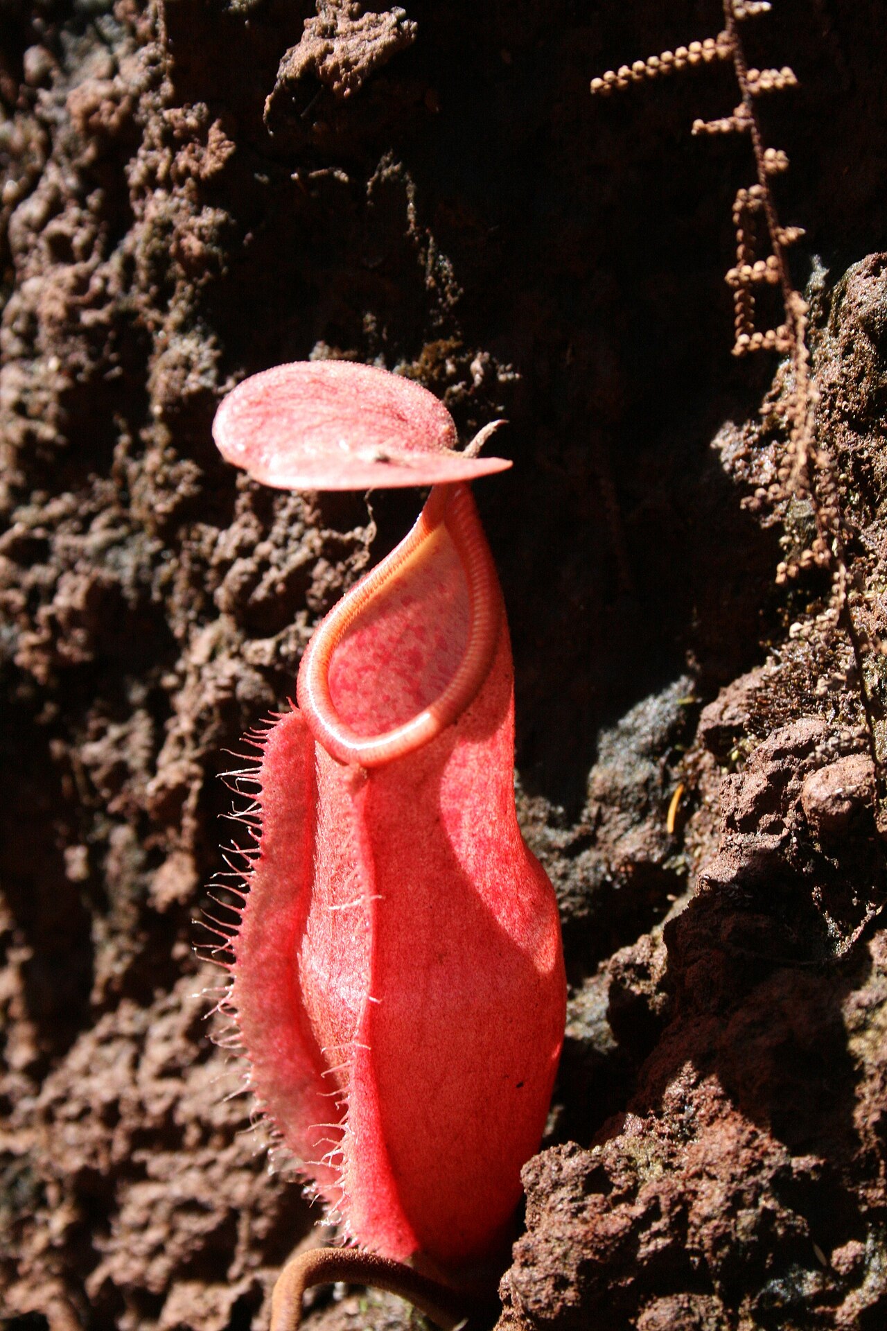 Nepenthes vieillardii