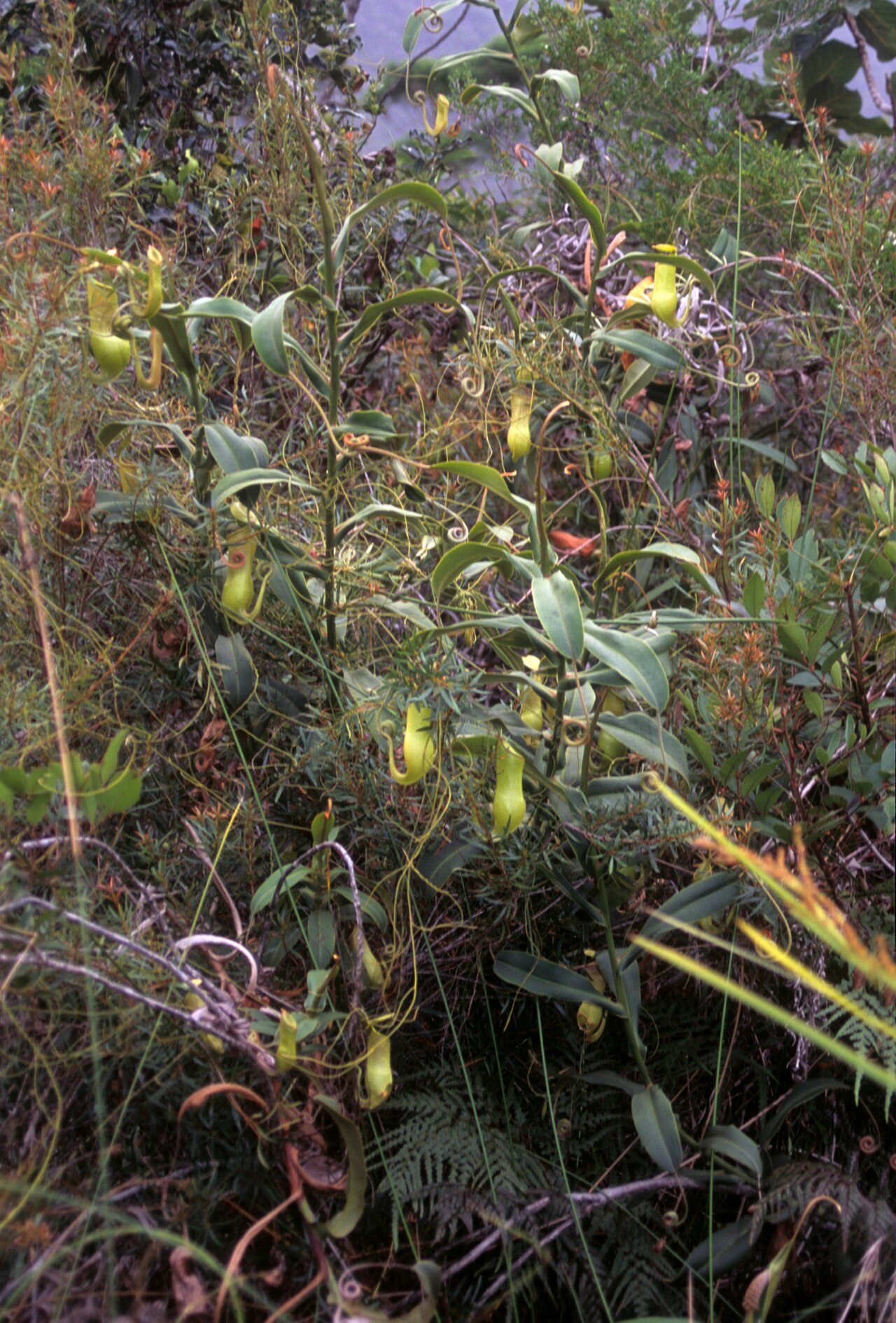 Nepenthes vieillardii — the habitat