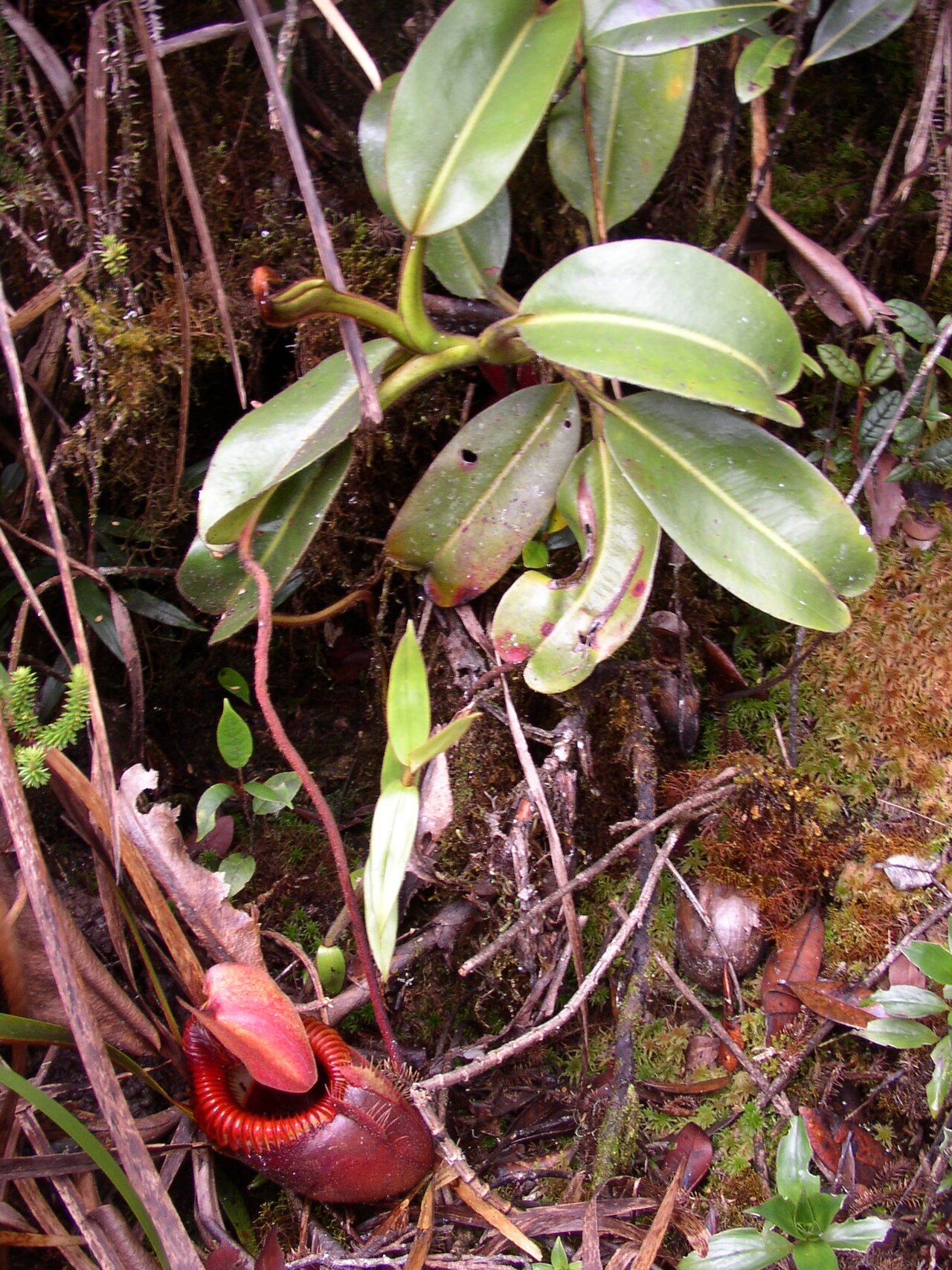 Nepenthes villosa