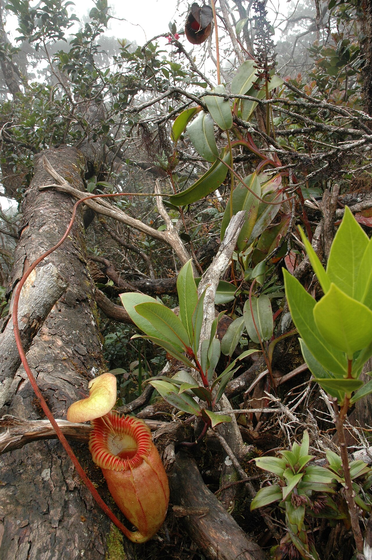 Nepenthes villosa — de standplaats