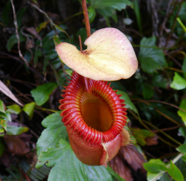 Nepenthes villosa — de val van dichtbij
