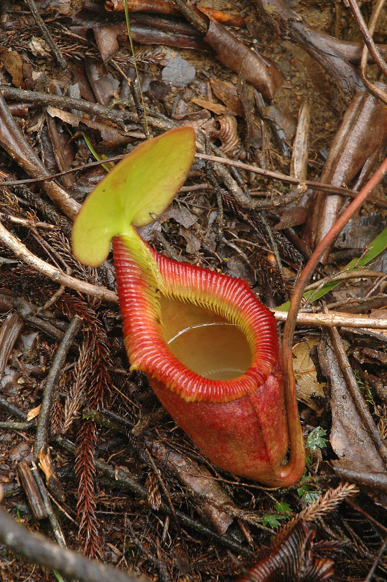Nepenthes villosa — n. ×kinabaluensis — kruising rajah × villosa: brede beker, geribde rode rand