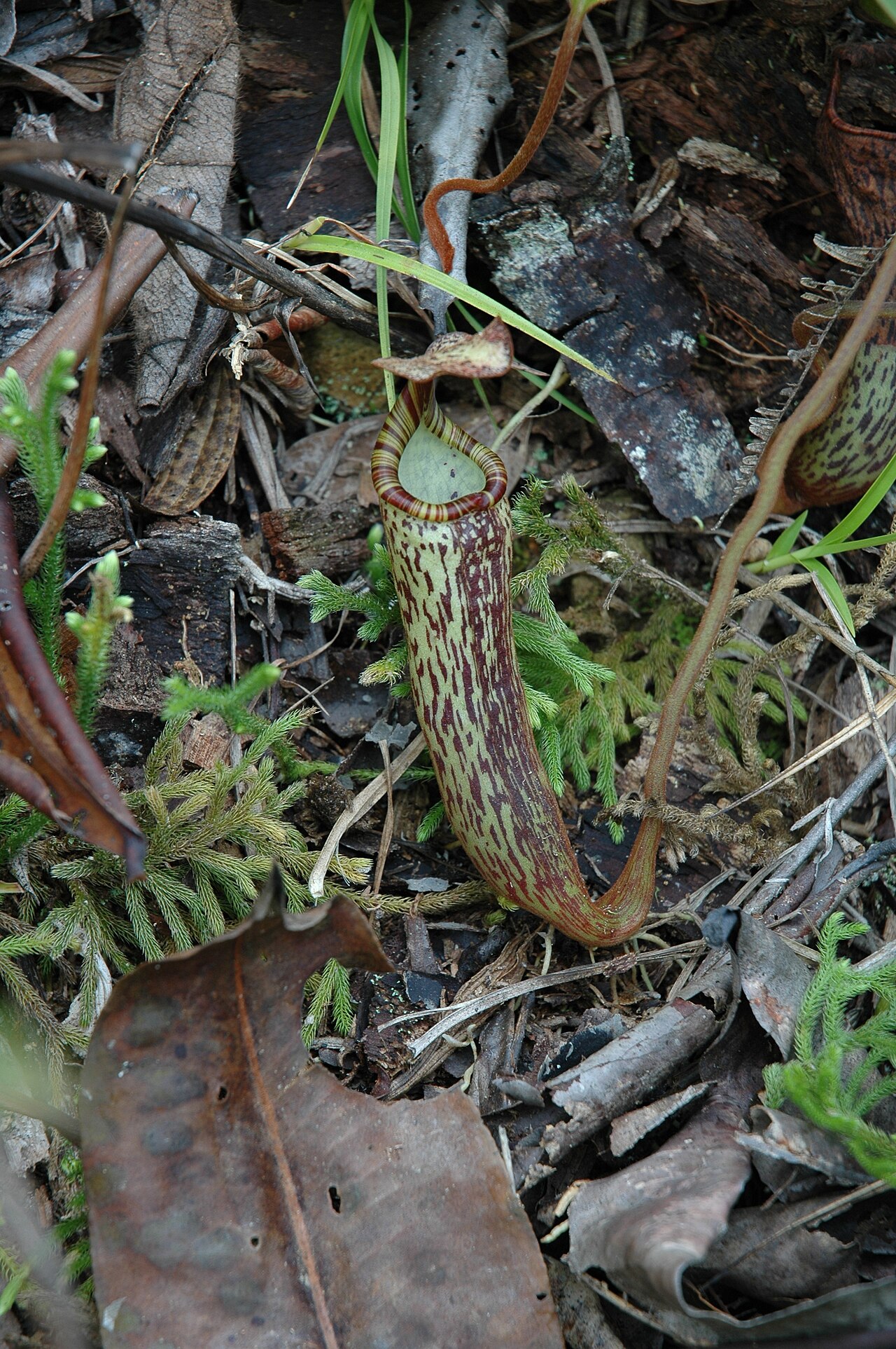 Nepenthes vogelii