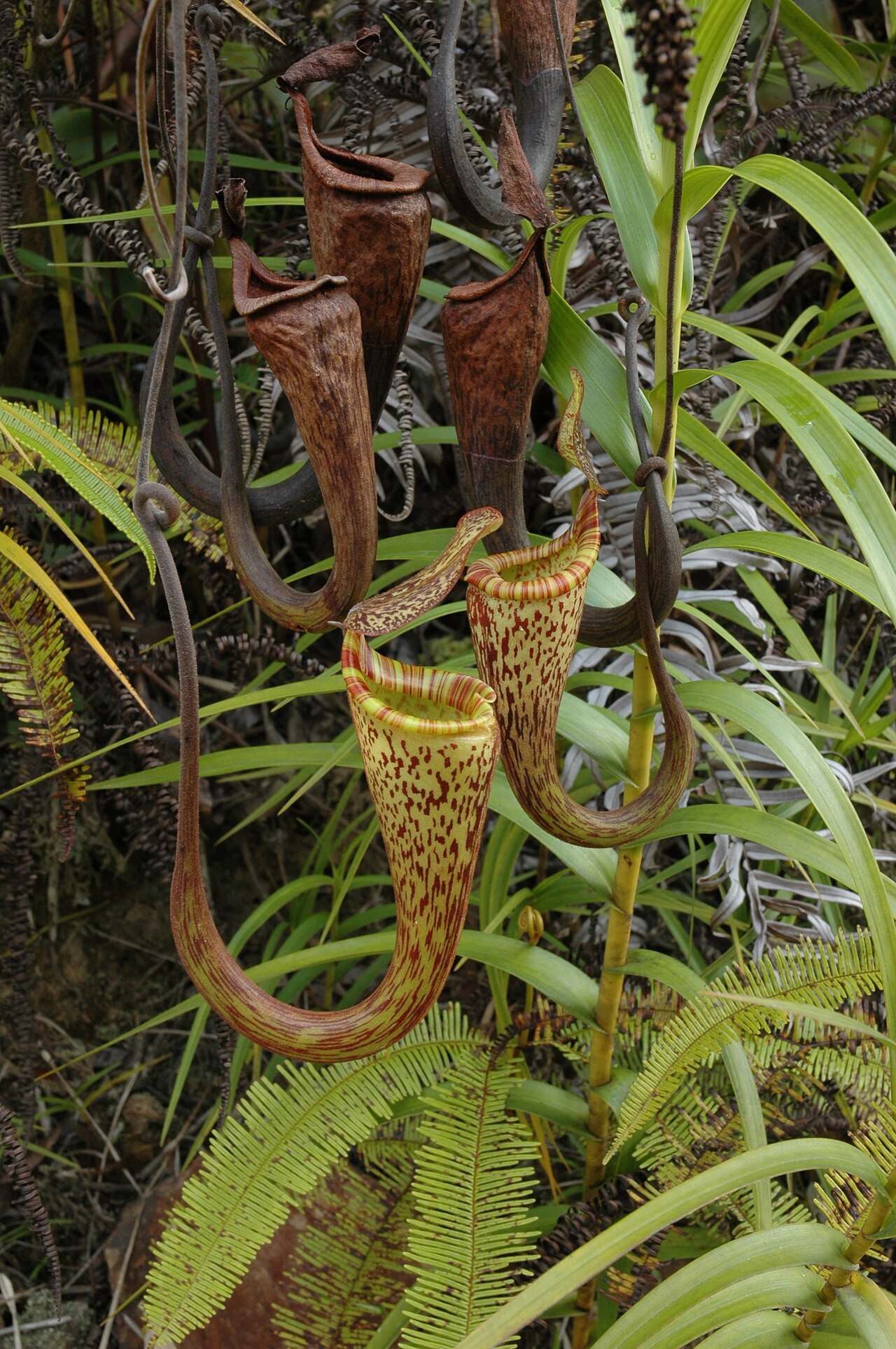 Nepenthes vogelii — the habitat