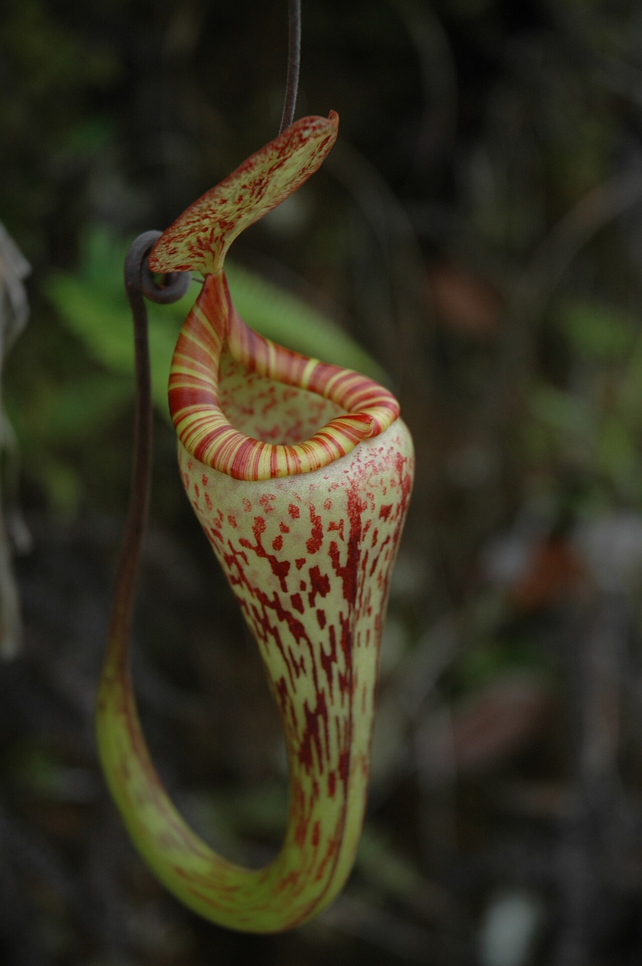 Nepenthes vogelii — the trap in close-up