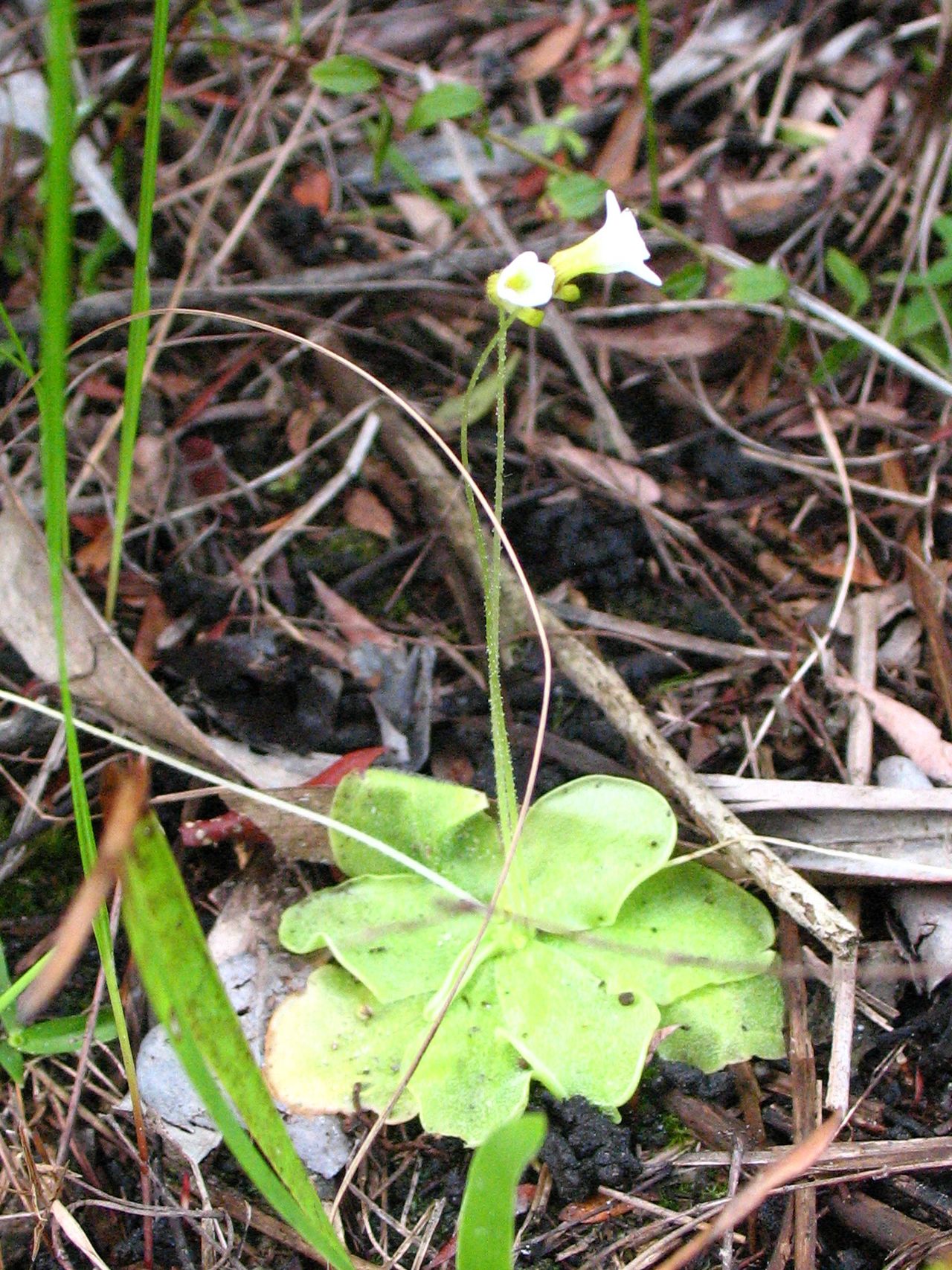 Pinguicula albida