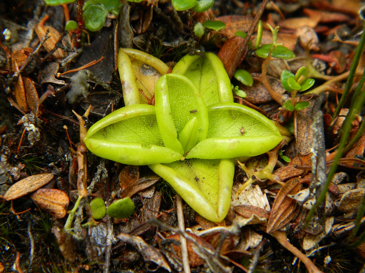 Pinguicula antarctica