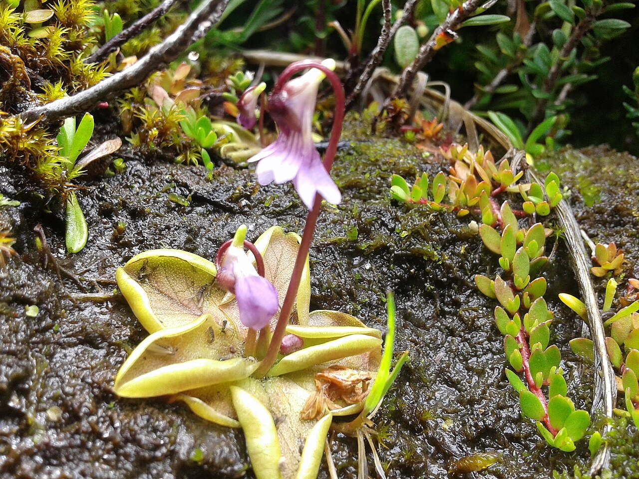 Pinguicula australandina