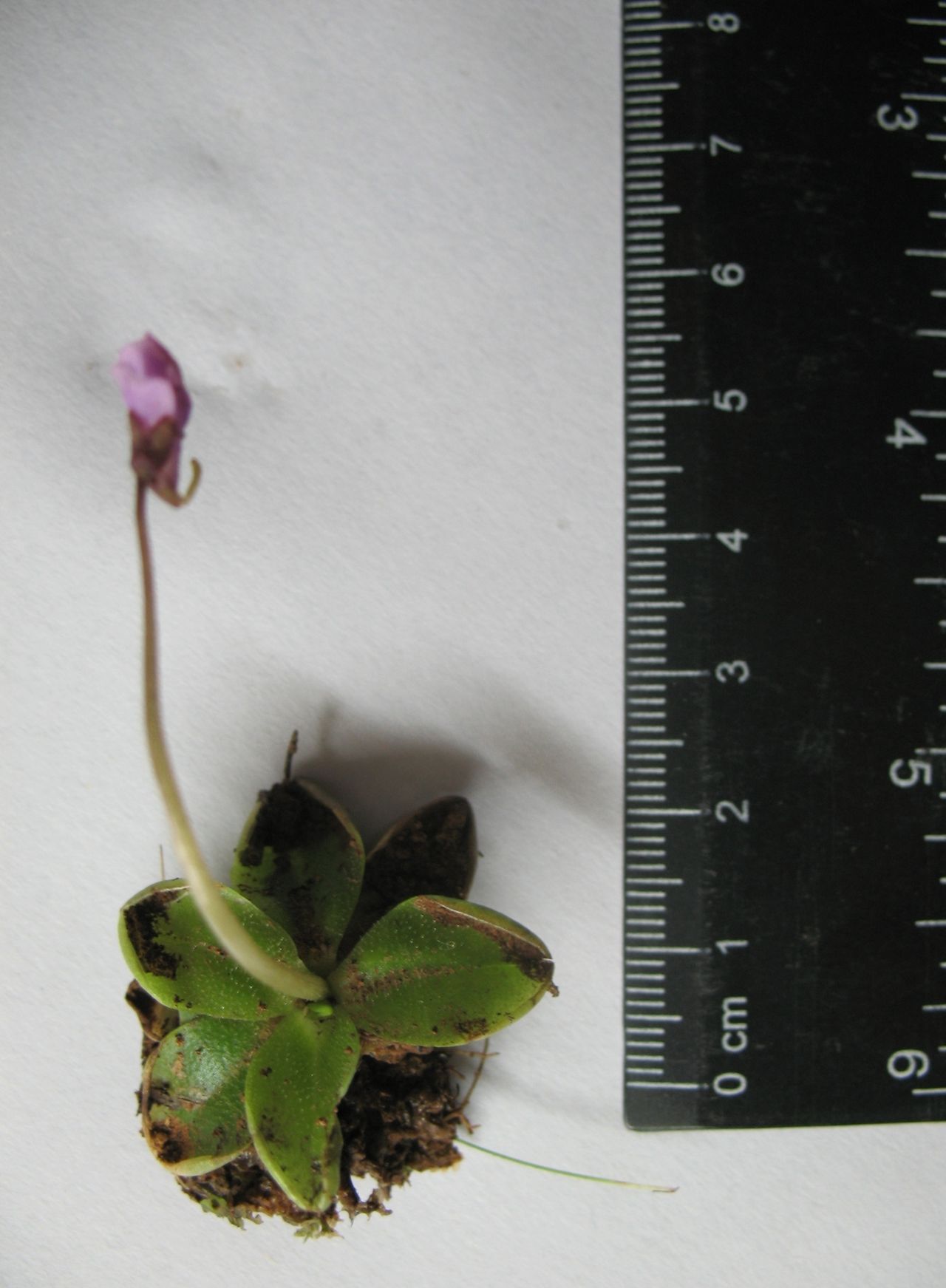 Pinguicula benedicta