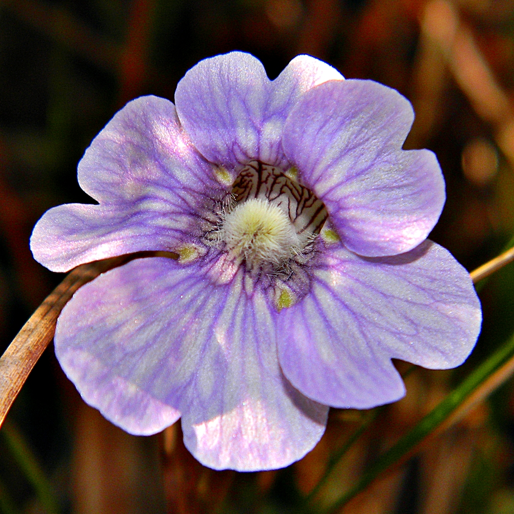 Pinguicula caerulea