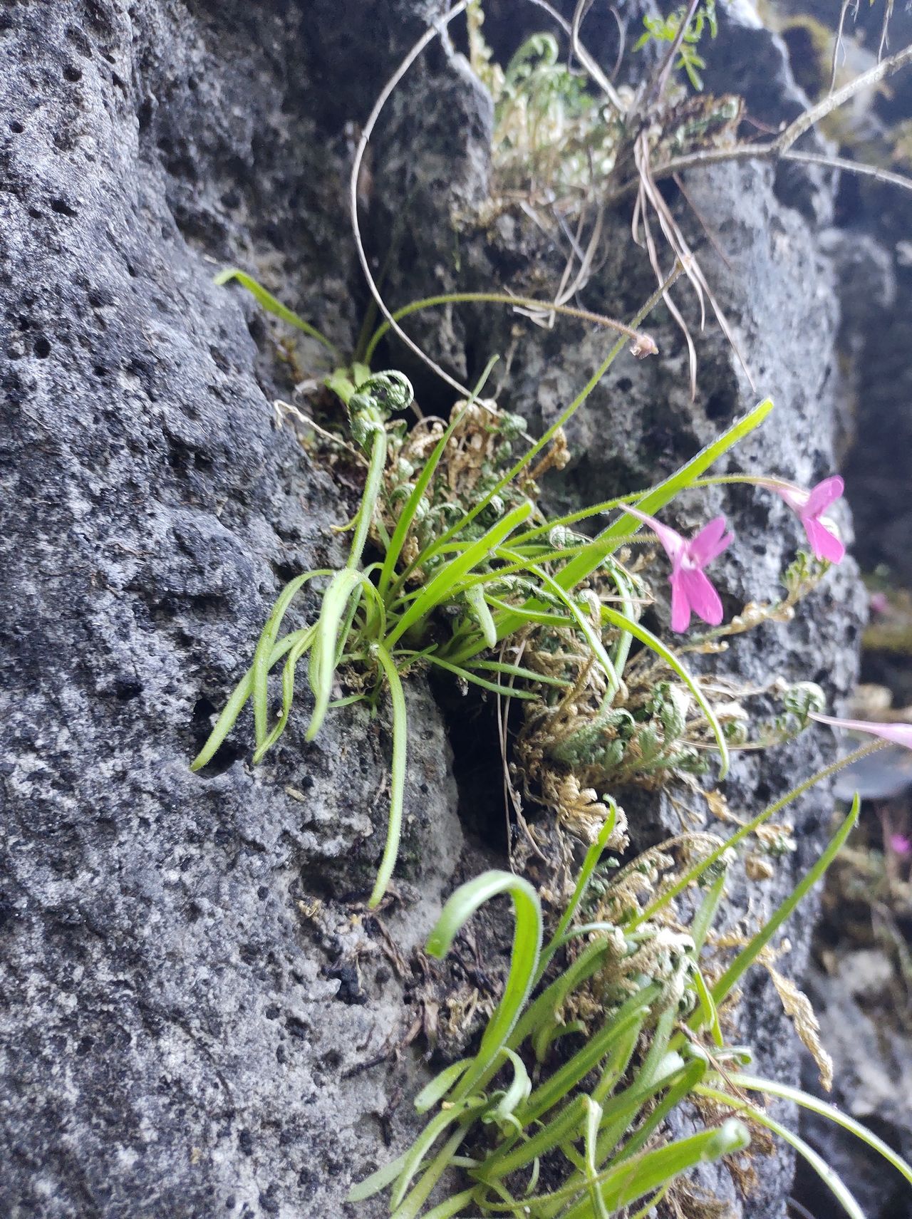 Pinguicula calderoniae
