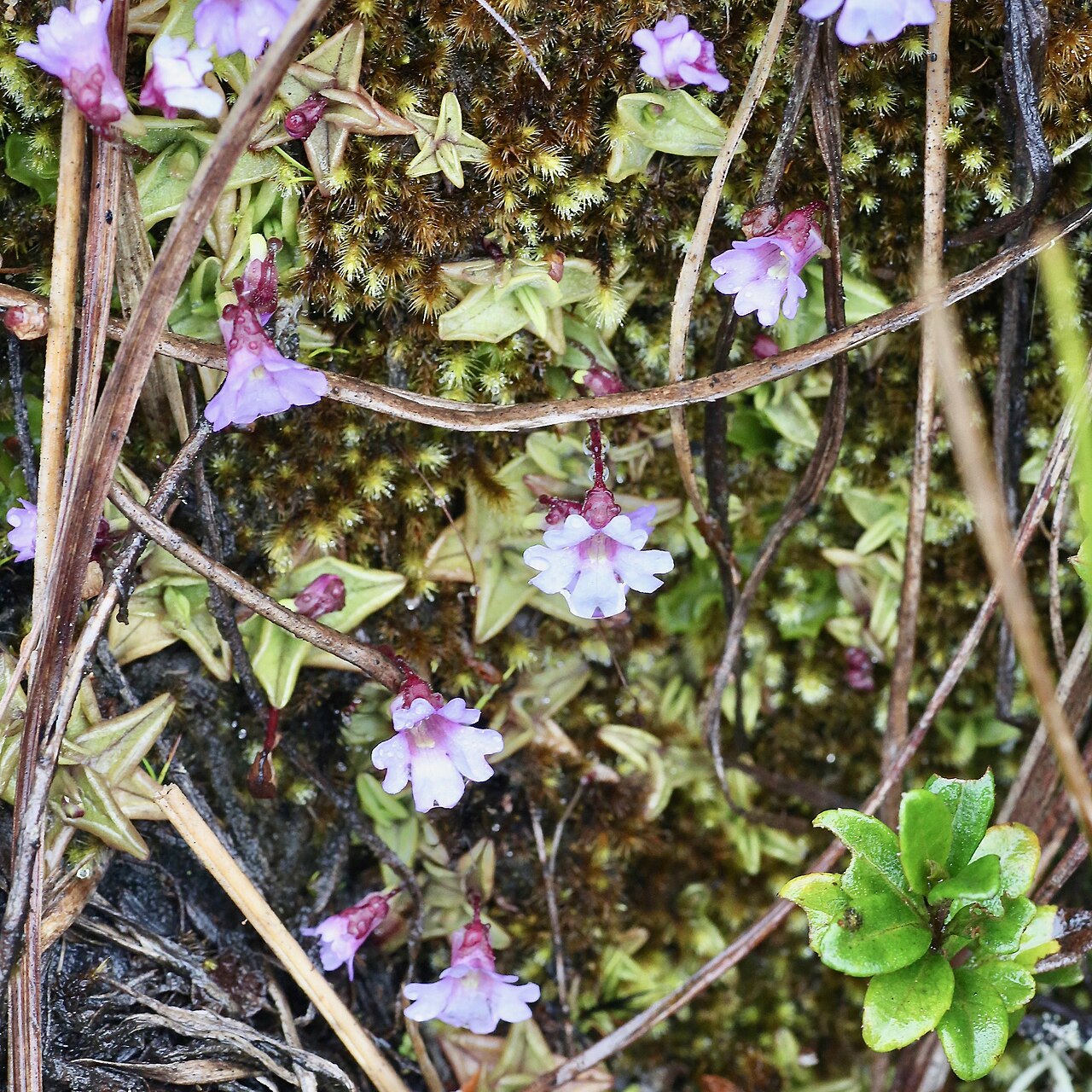 Pinguicula calyptrata