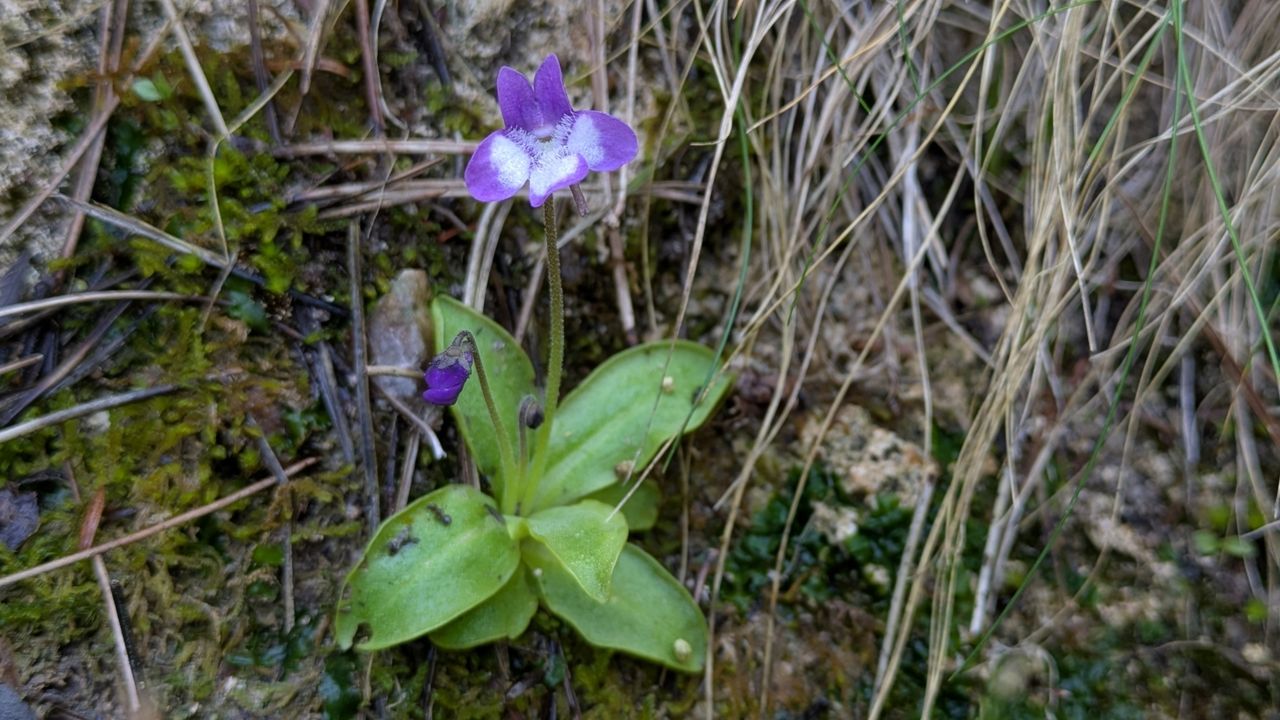 Pinguicula casperiana